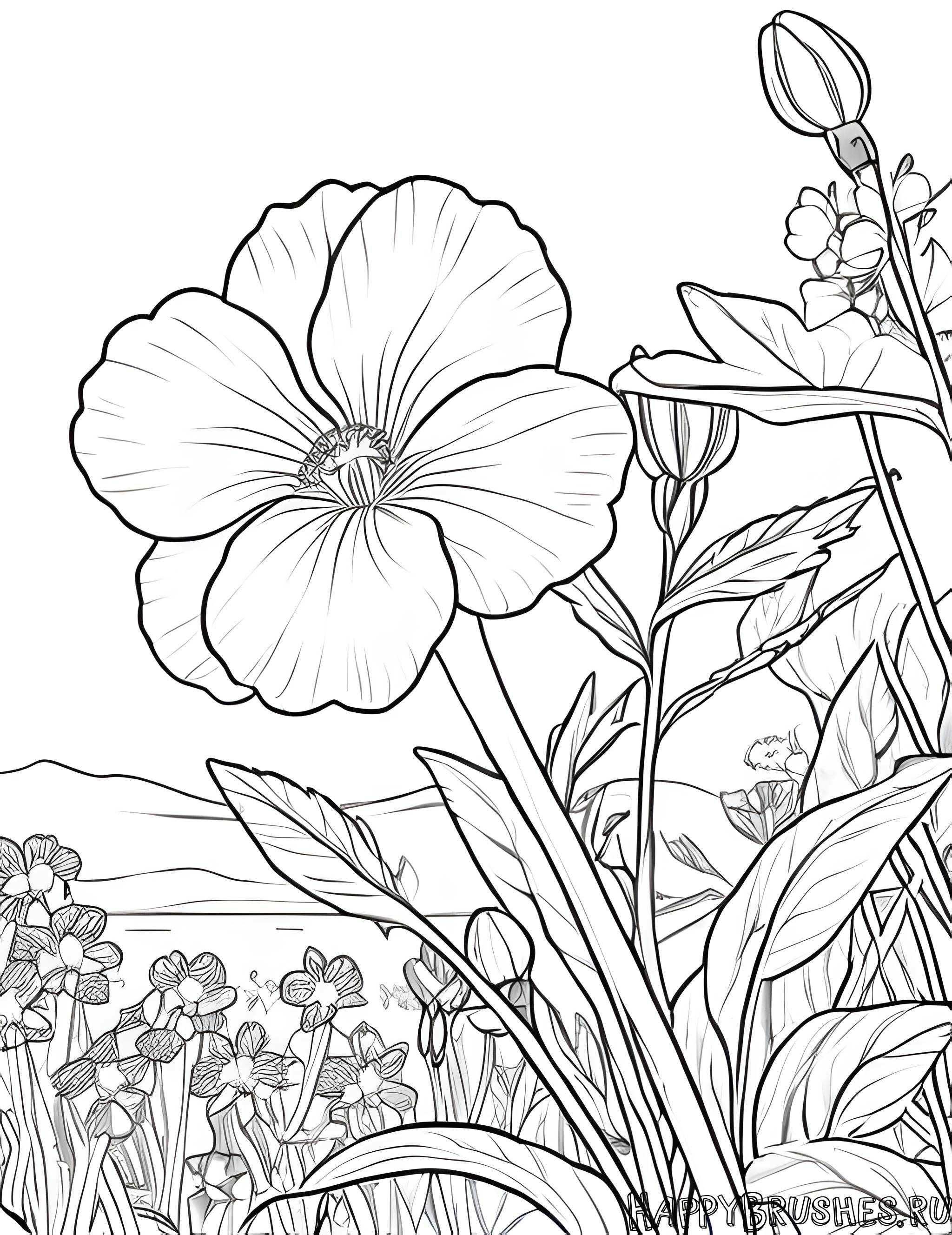 Раскраска Первоцвет 35