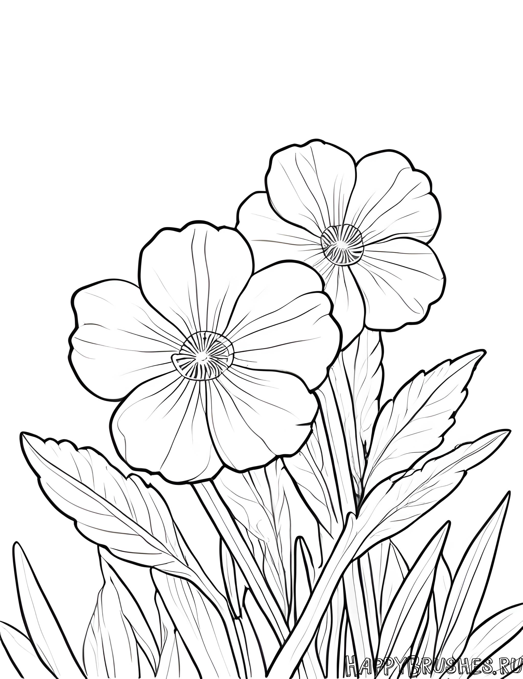 Раскраска Первоцвет 36