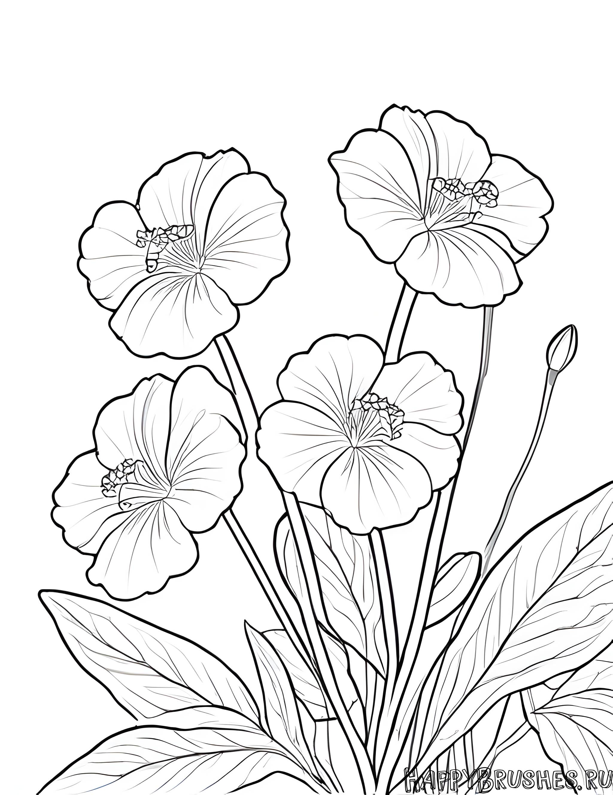 Раскраска Первоцвет 38