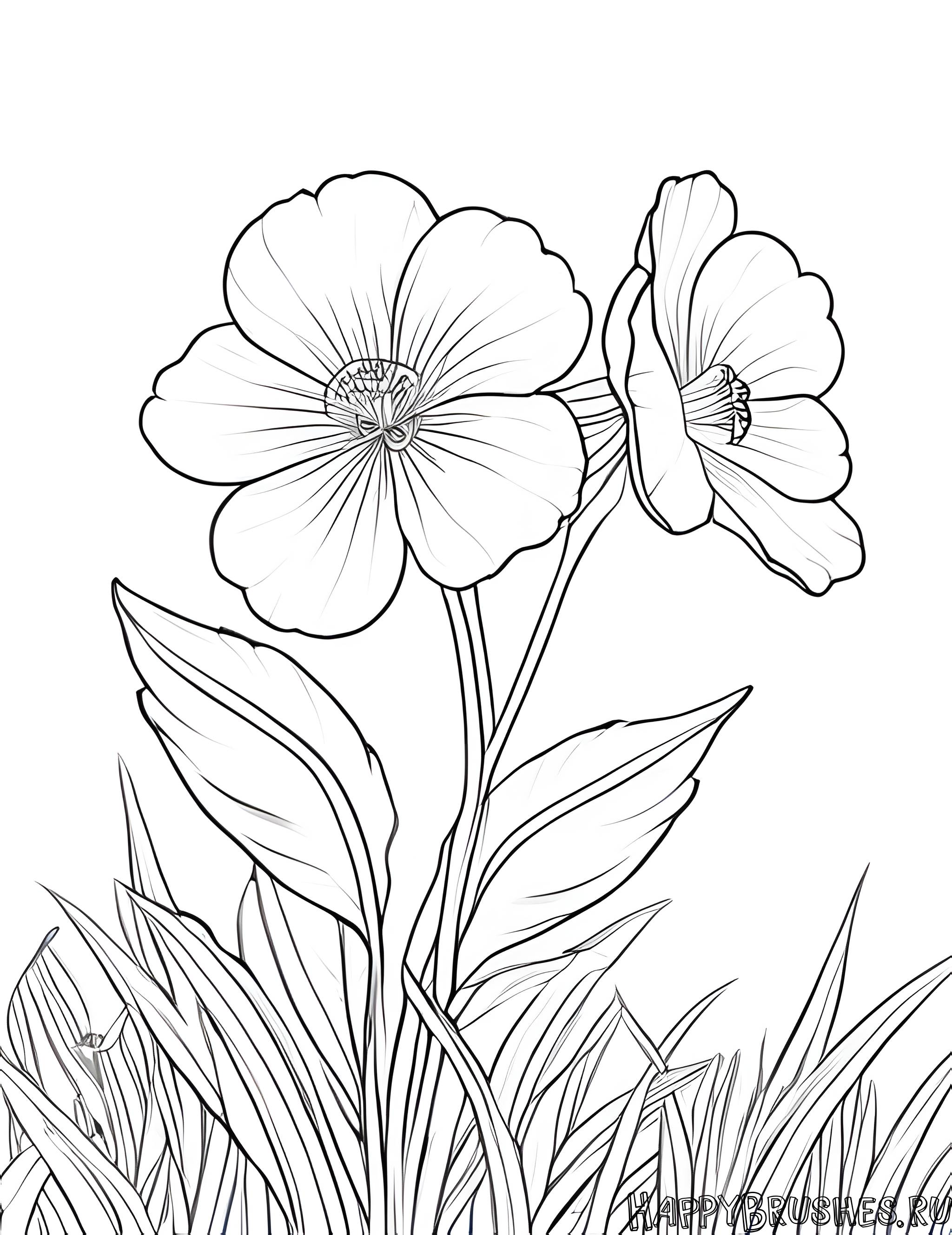 Раскраска Первоцвет 39