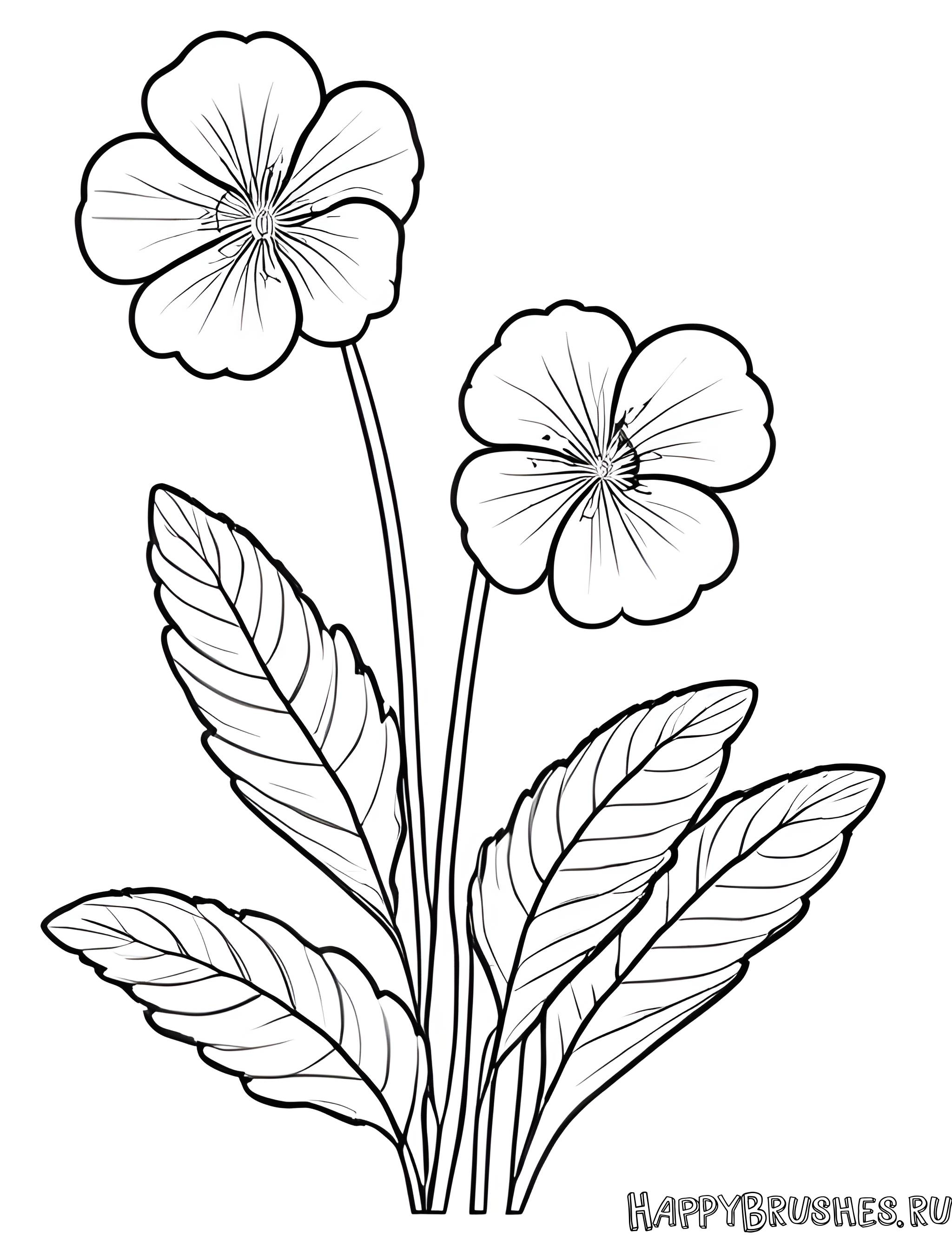 Раскраска Первоцвет 4