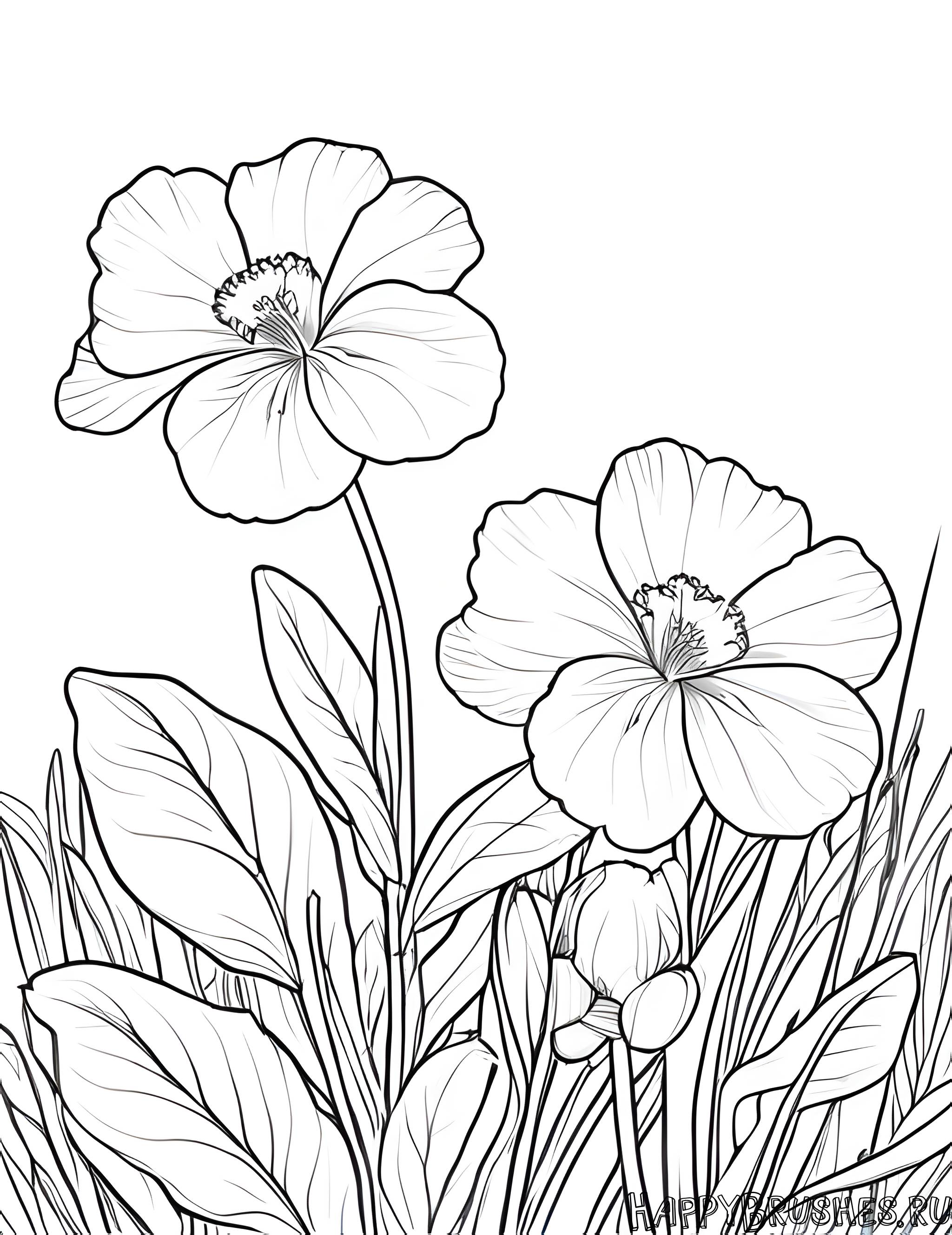 Раскраска Первоцвет 41