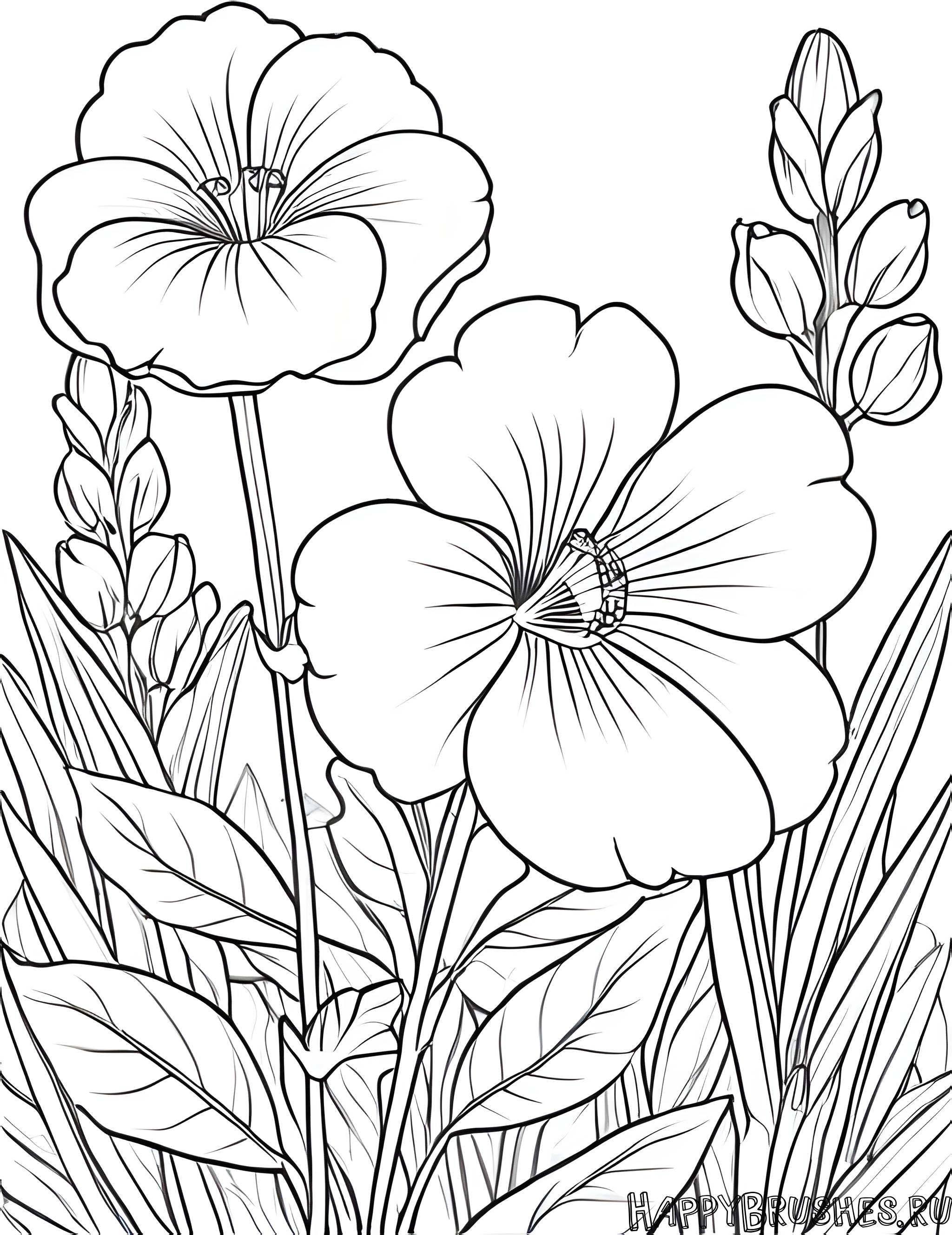 Раскраска Первоцвет 42