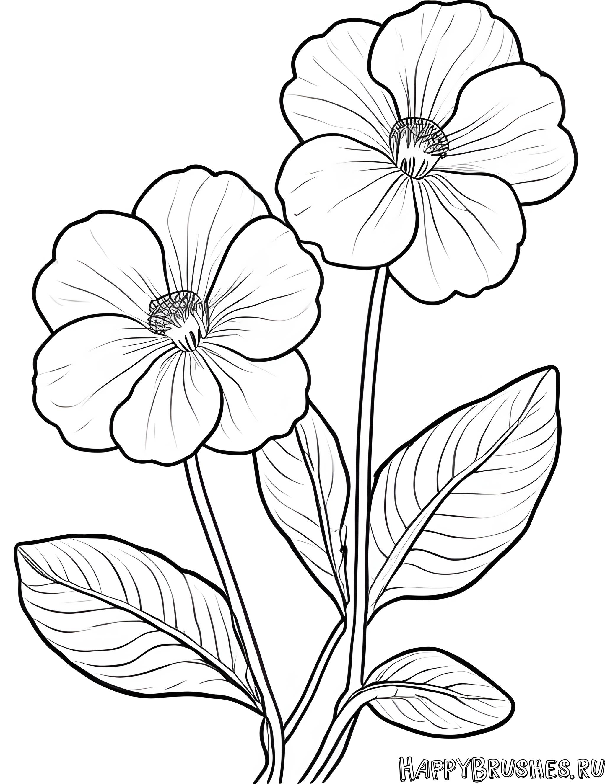 Раскраска Первоцвет 43