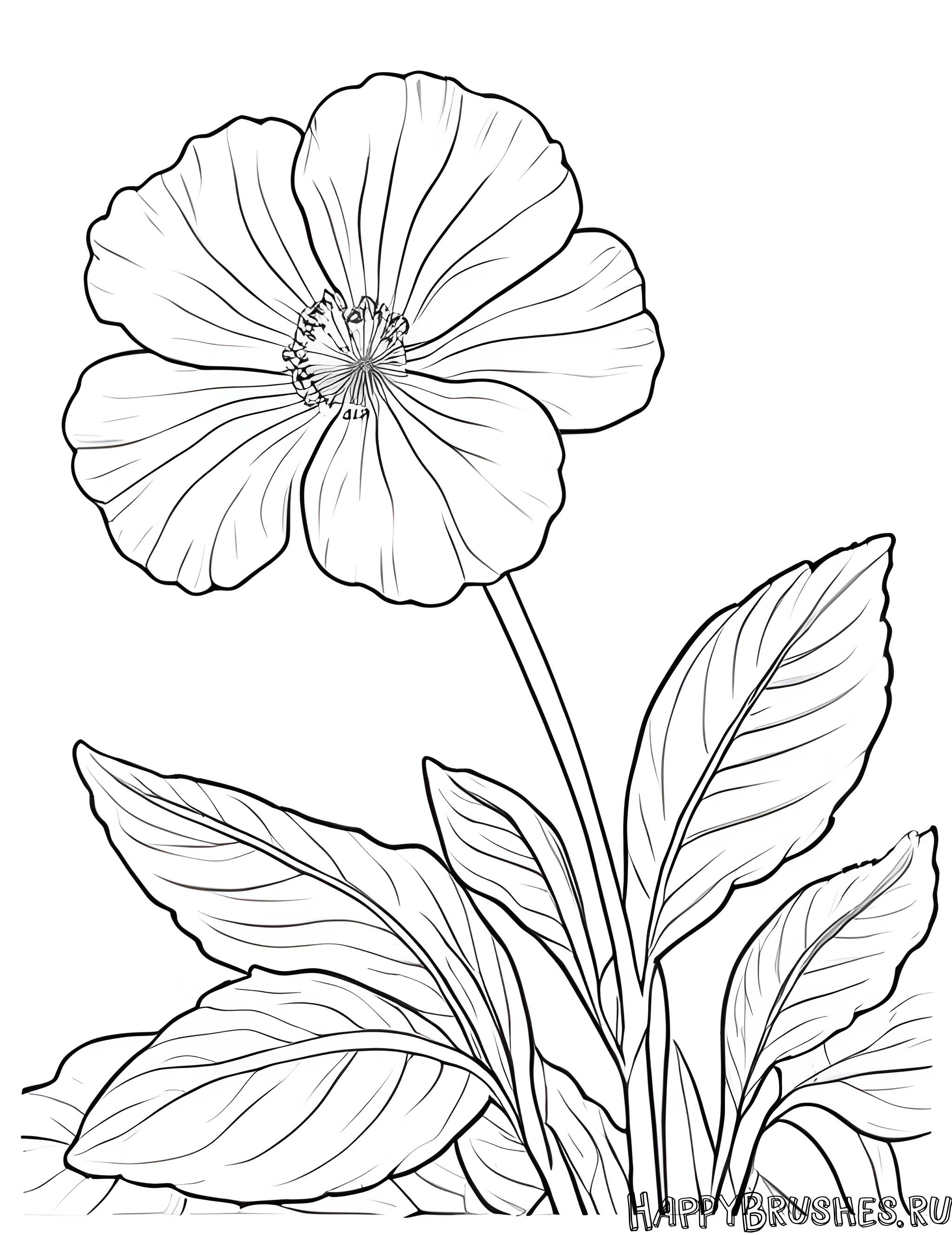 Раскраска Первоцвет 44