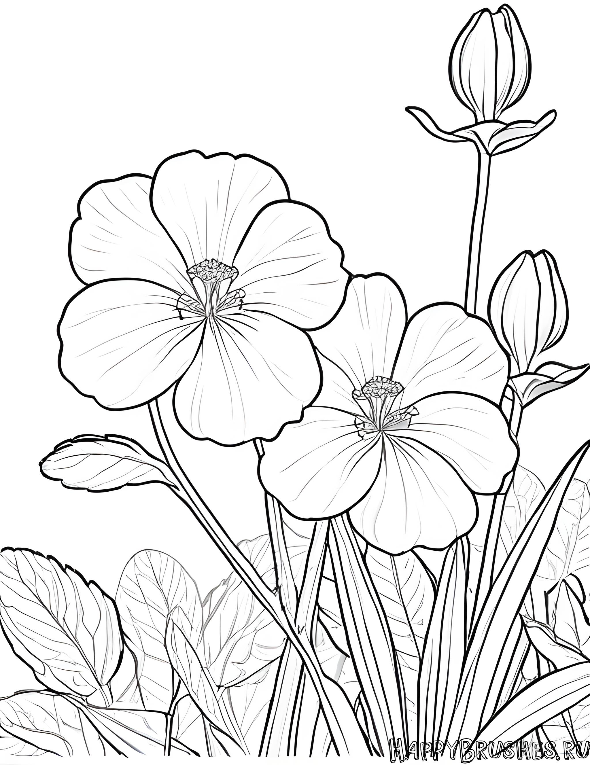 Раскраска Первоцвет 45