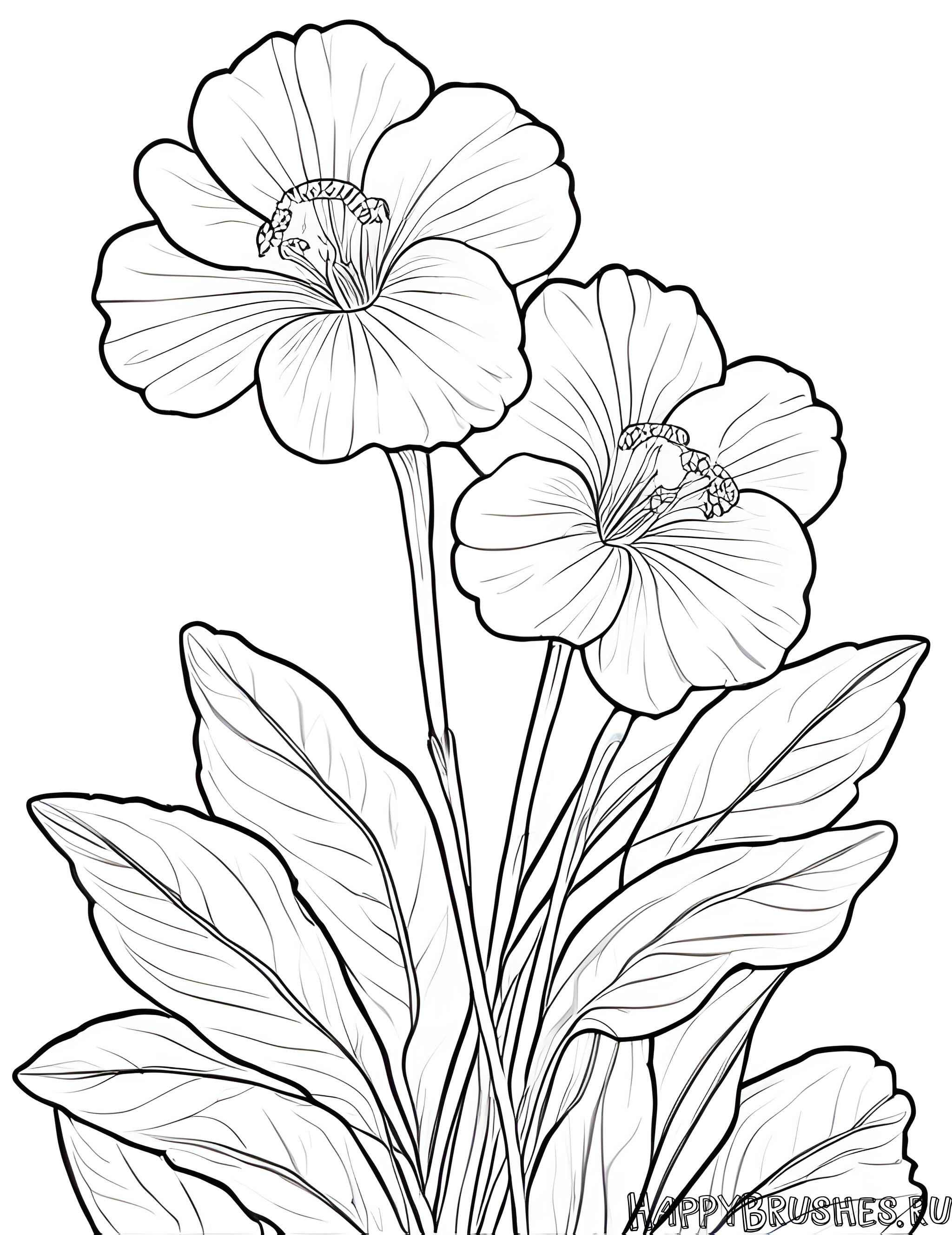 Раскраска Первоцвет 46