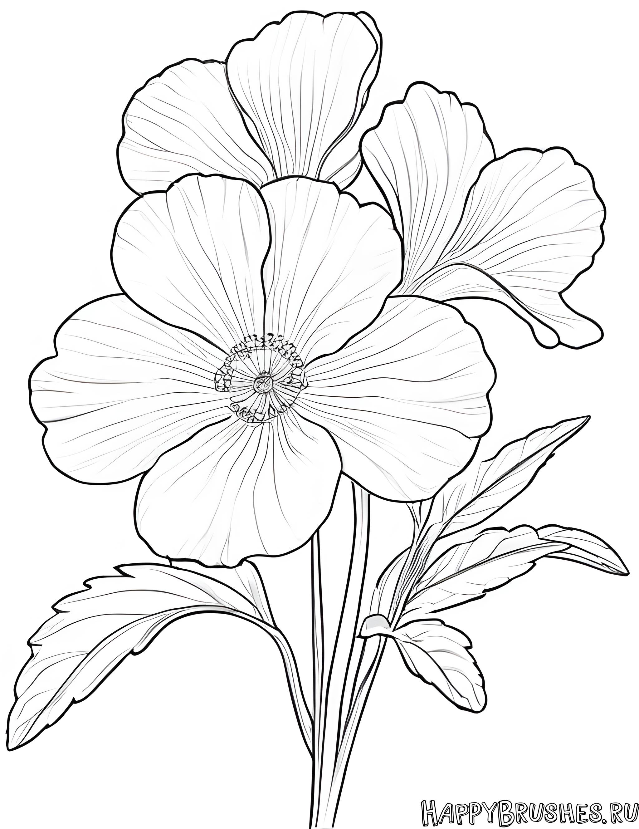 Раскраска Первоцвет 47