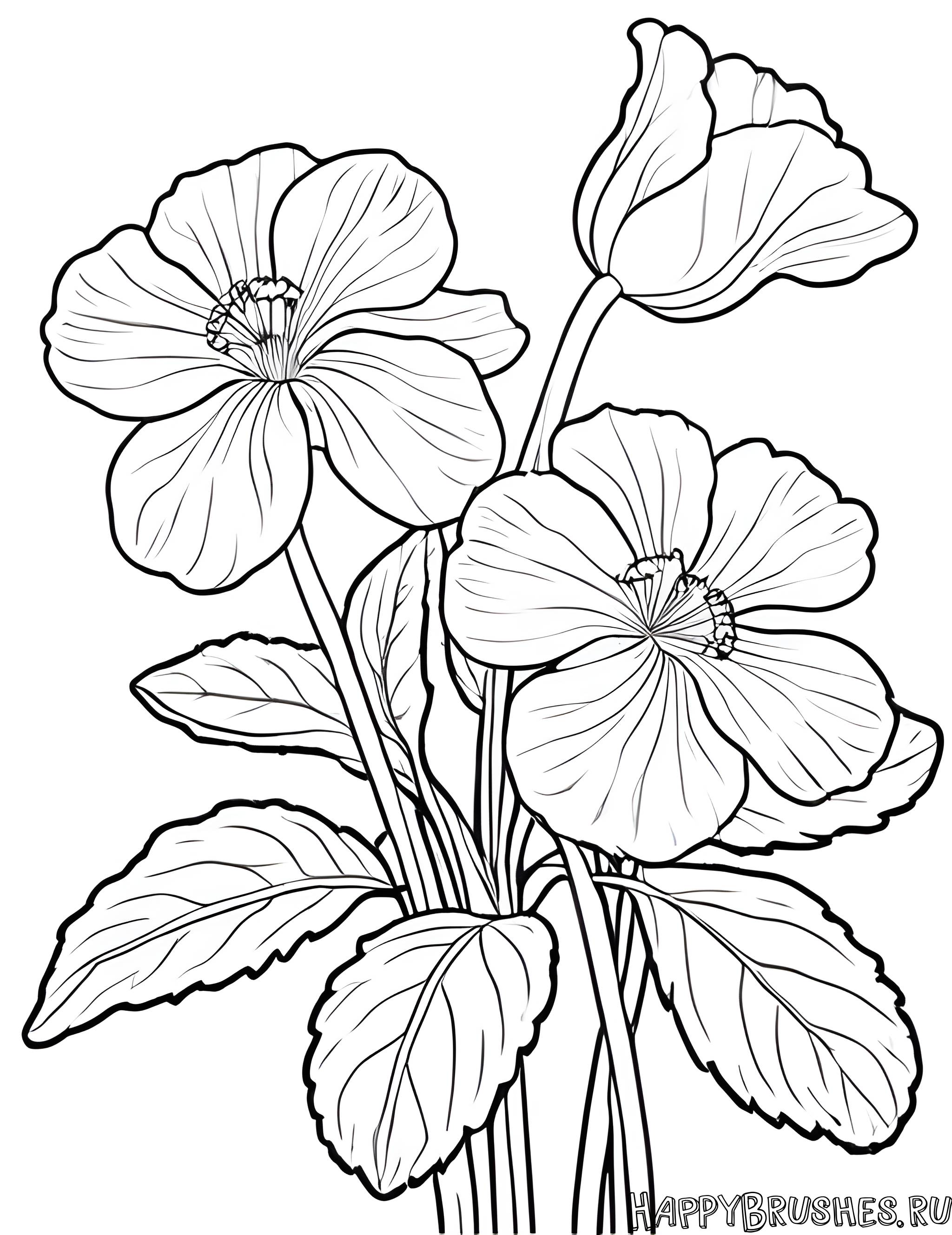 Раскраска Первоцвет 5