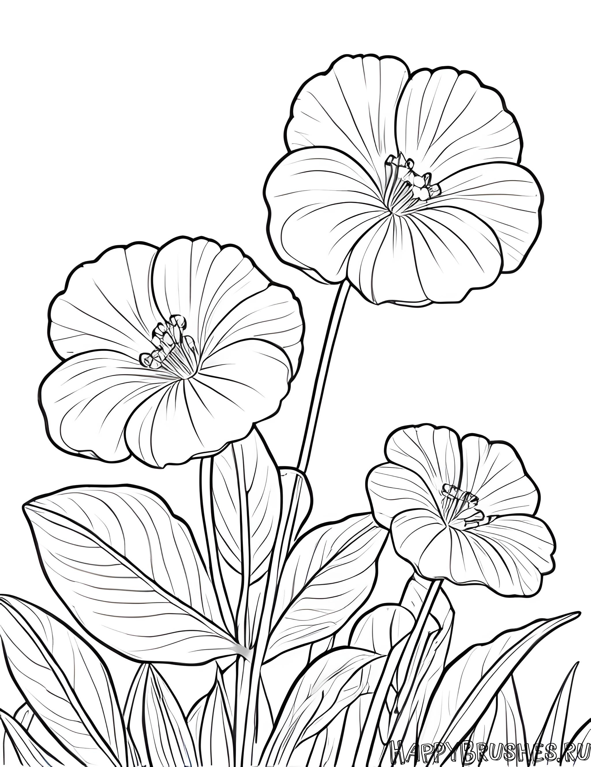 Раскраска Первоцвет 50