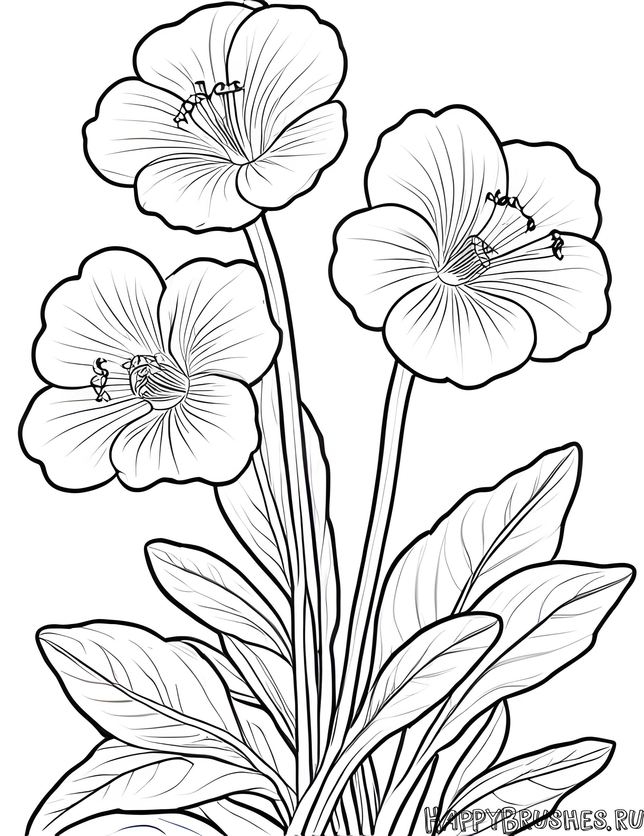 Раскраска Первоцвет 51