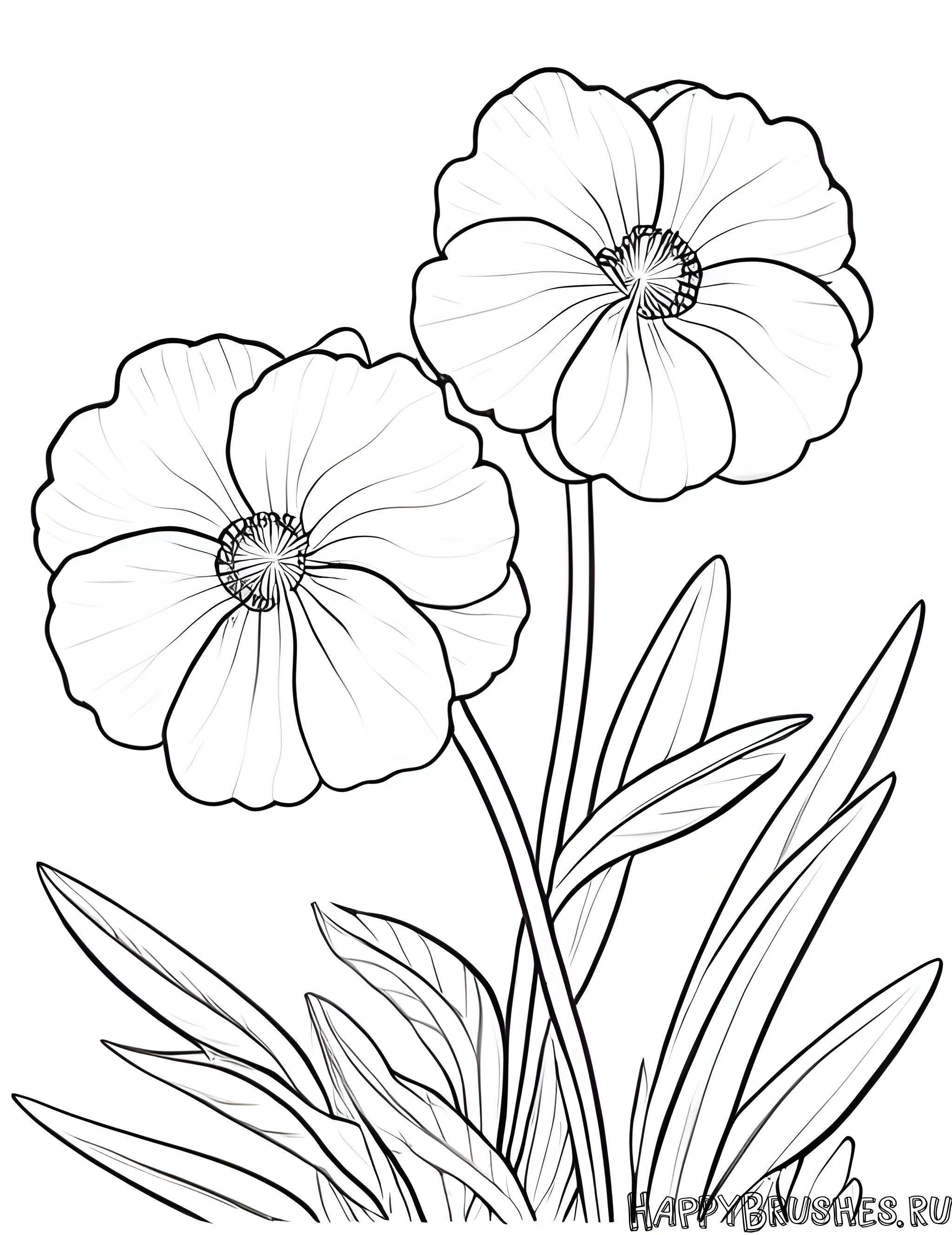 Раскраска Первоцвет 52