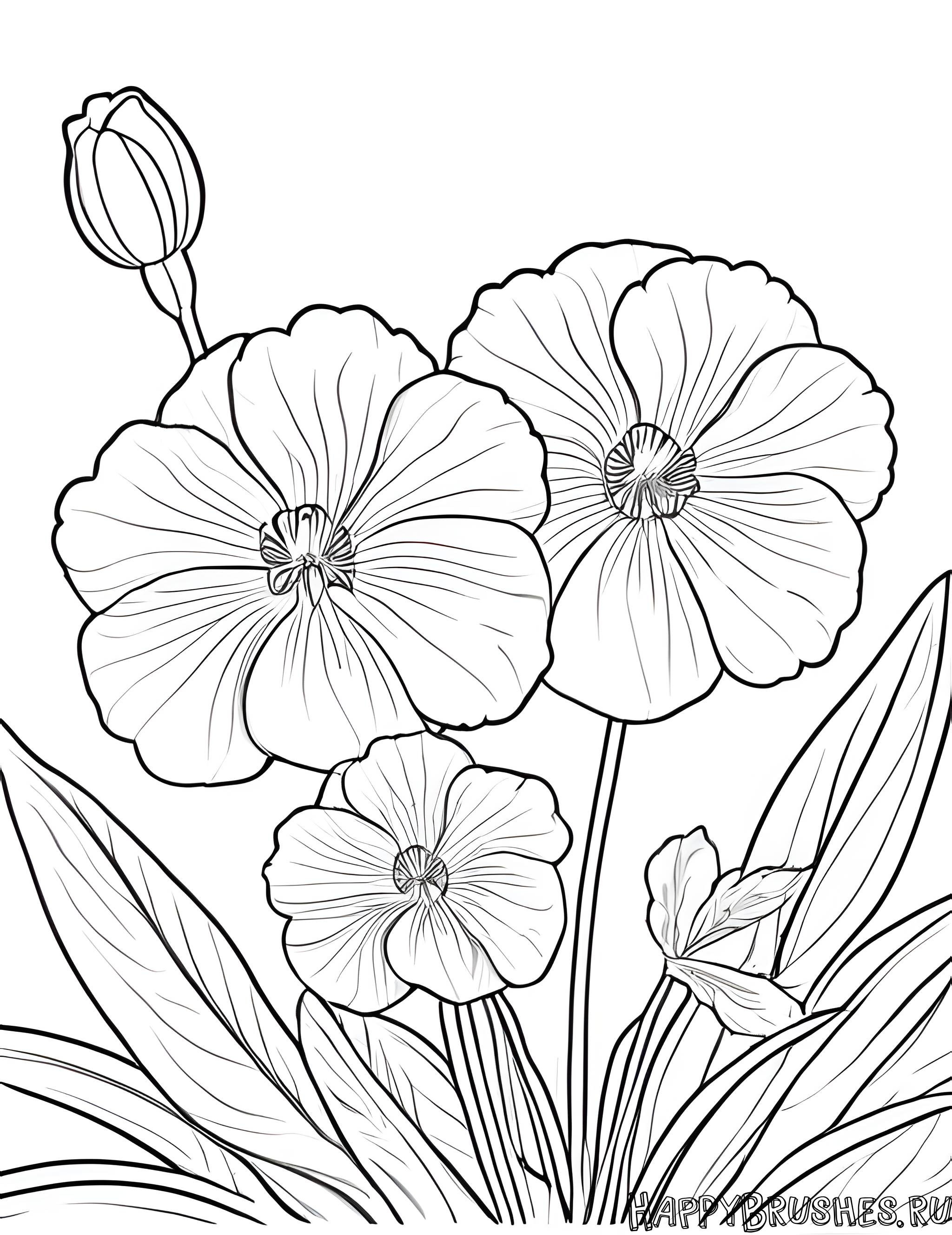 Раскраска Первоцвет 54