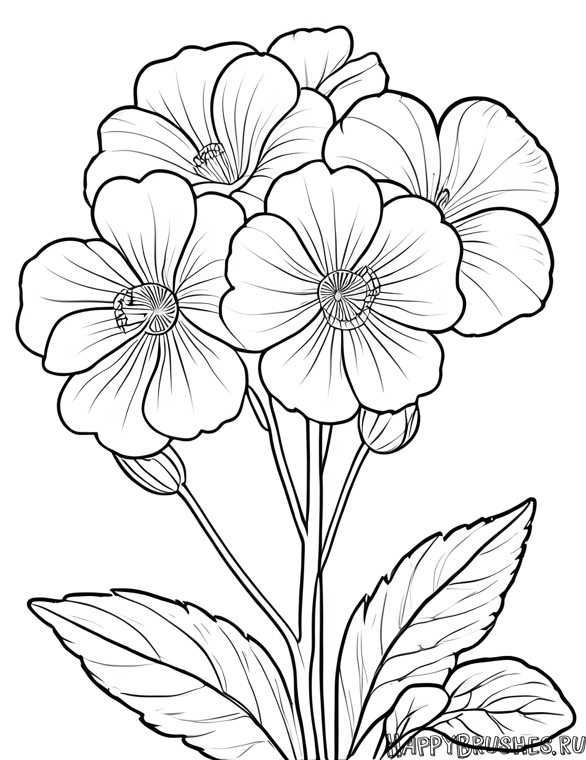 Раскраска Первоцвет 55