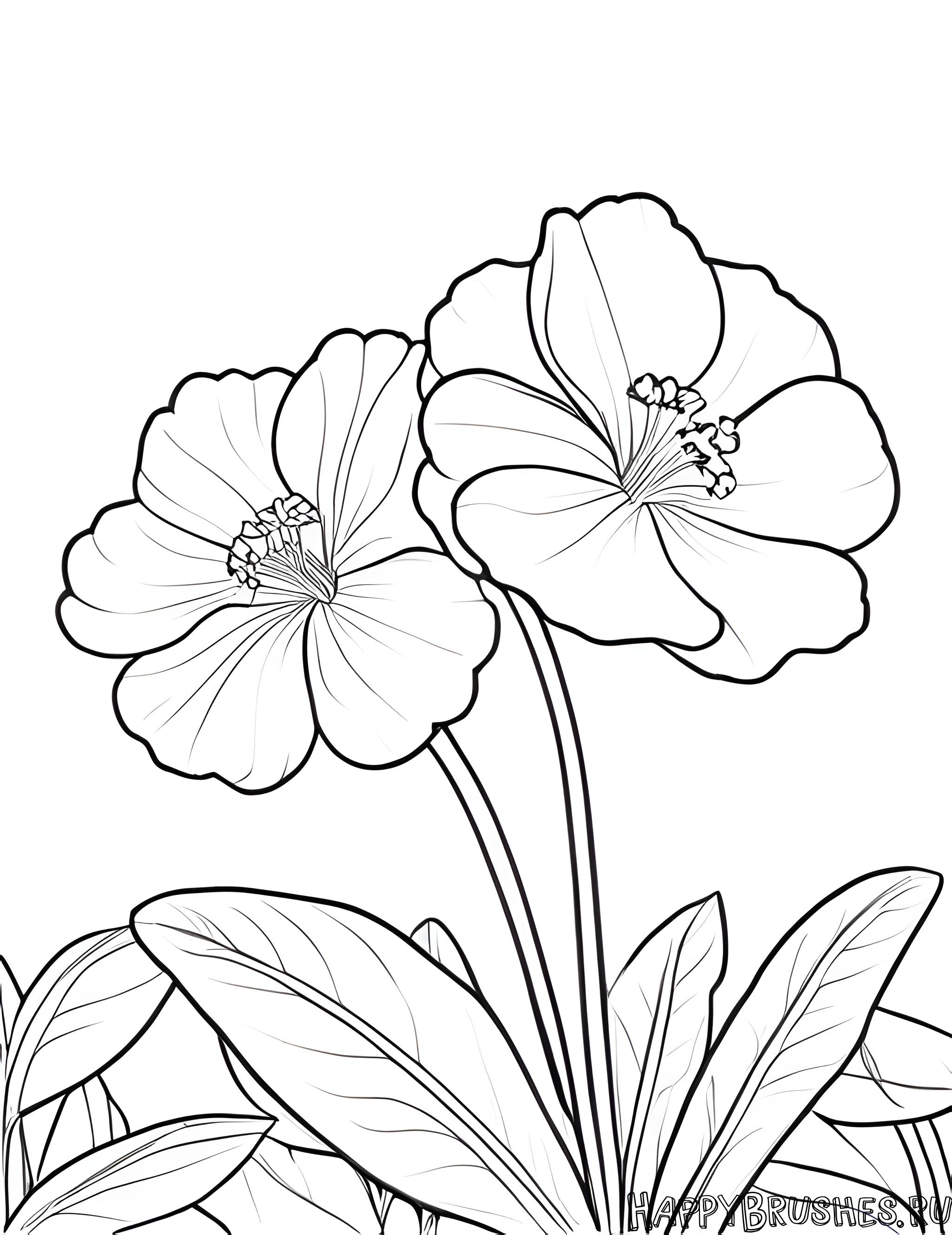 Раскраска Первоцвет 56