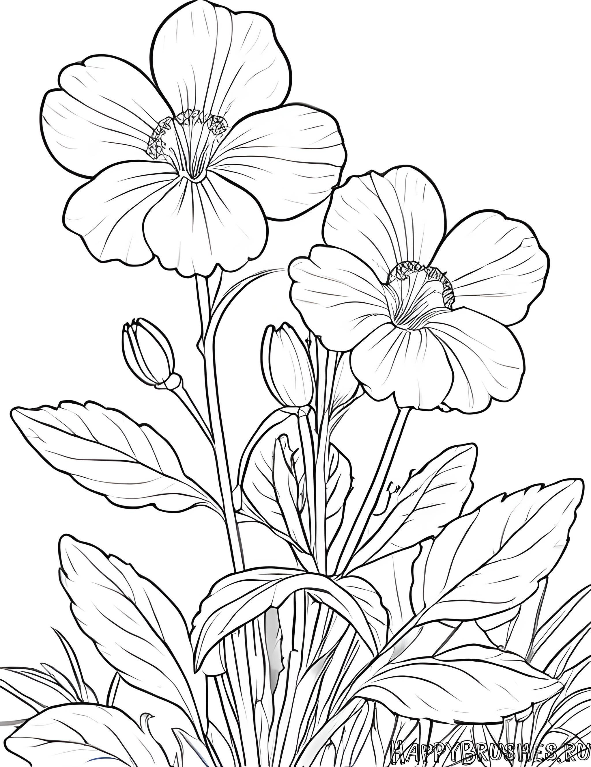 Раскраска Первоцвет 57