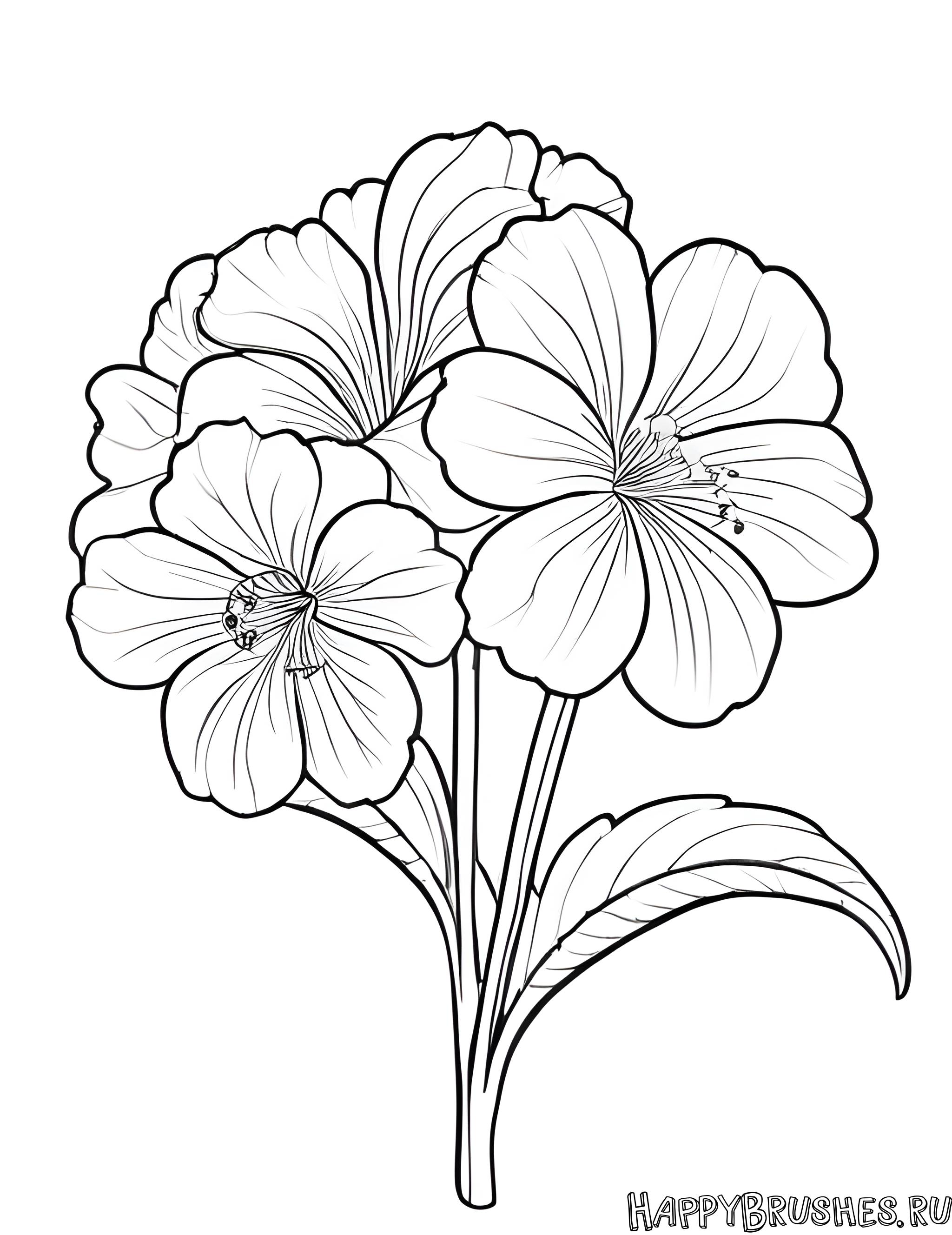 Раскраска Первоцвет 58