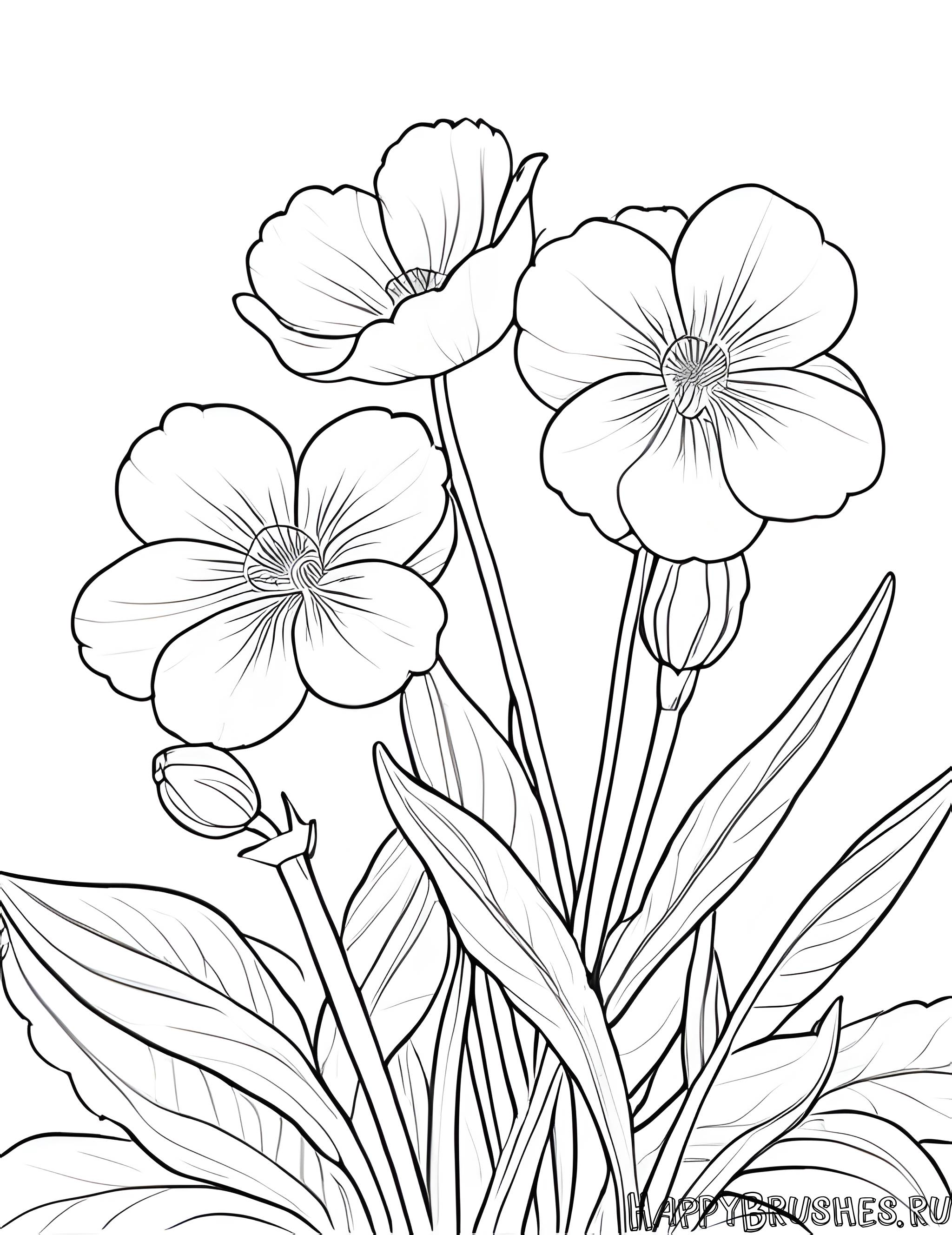 Раскраска Первоцвет 59