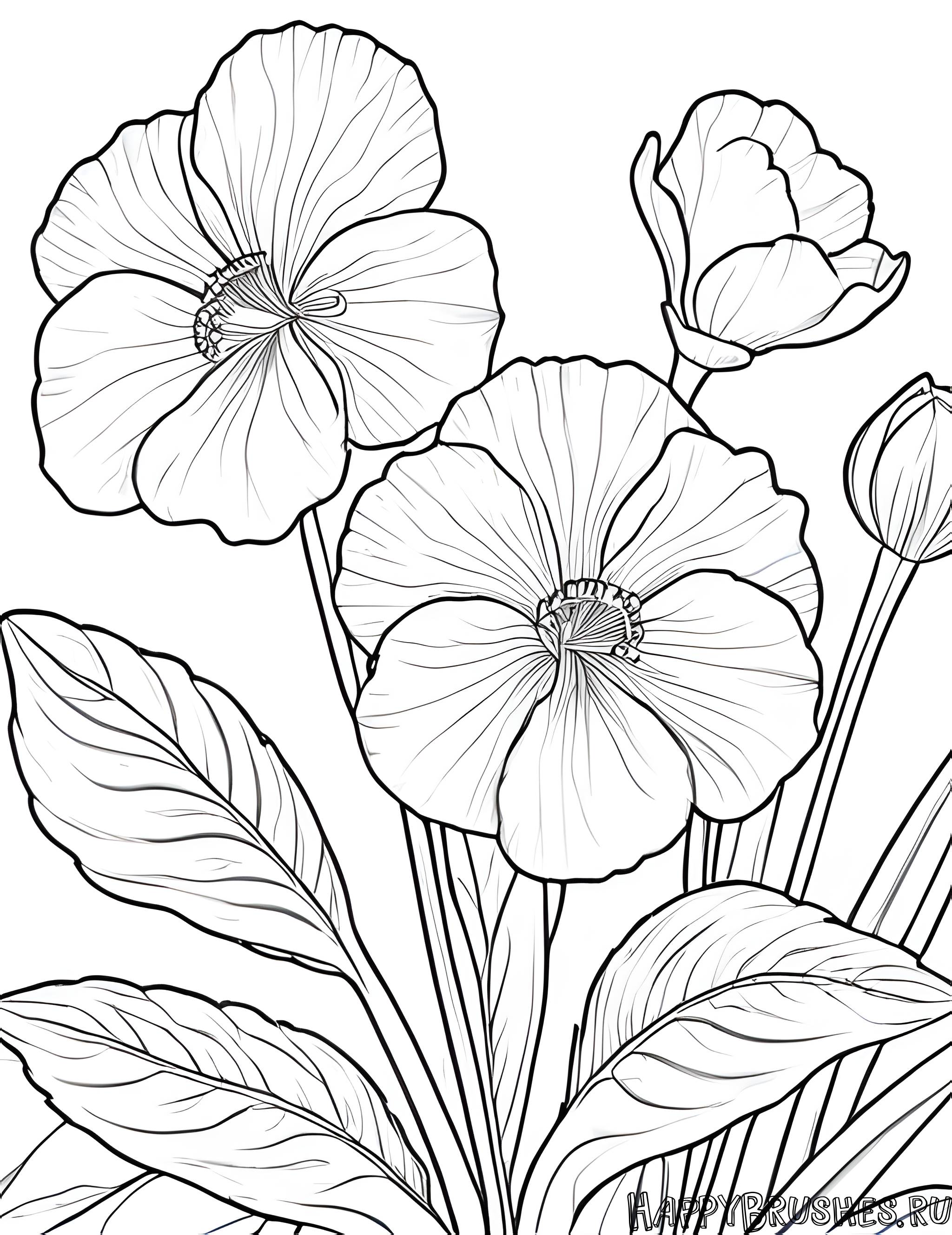 Раскраска Первоцвет 60