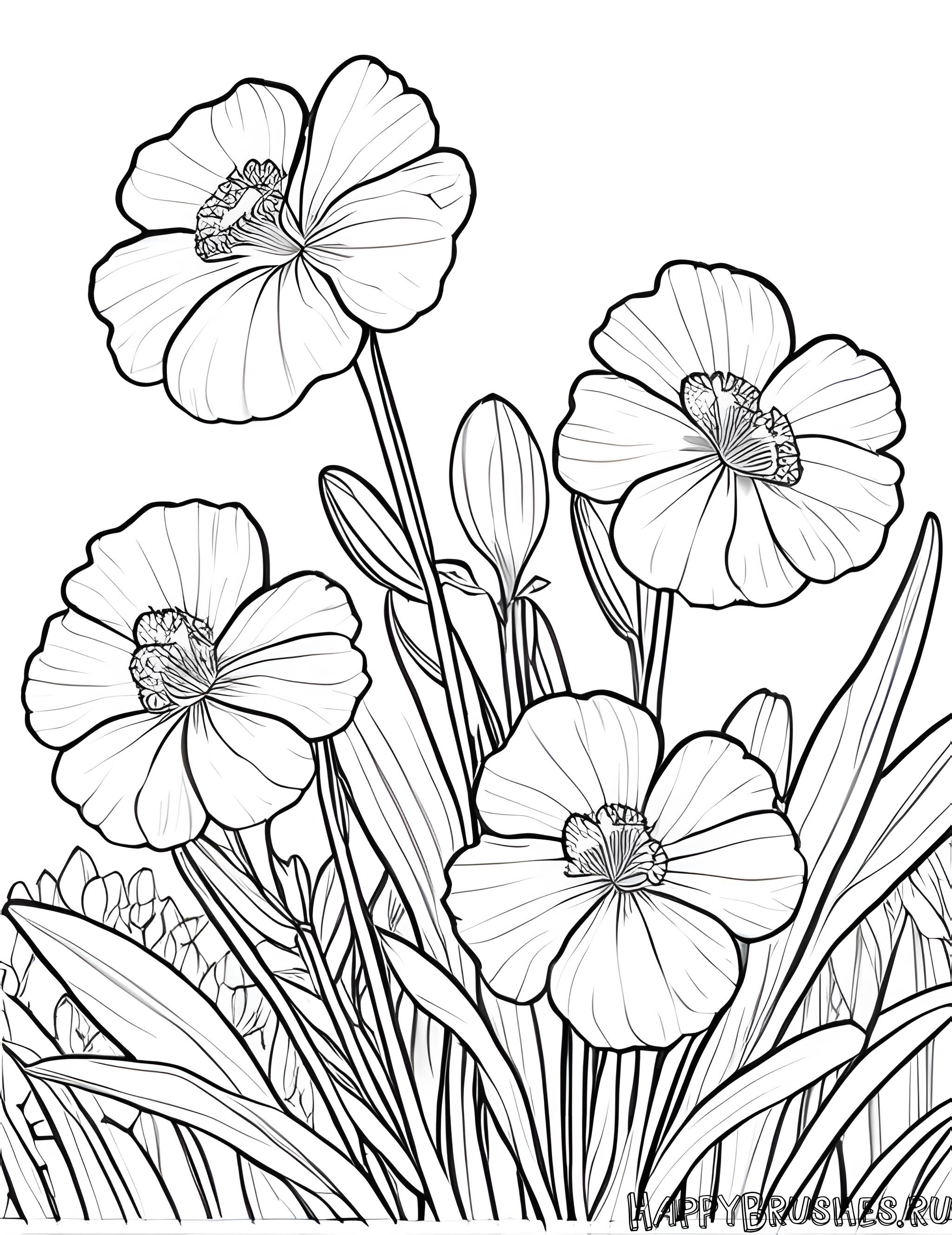 Раскраска Первоцвет 7