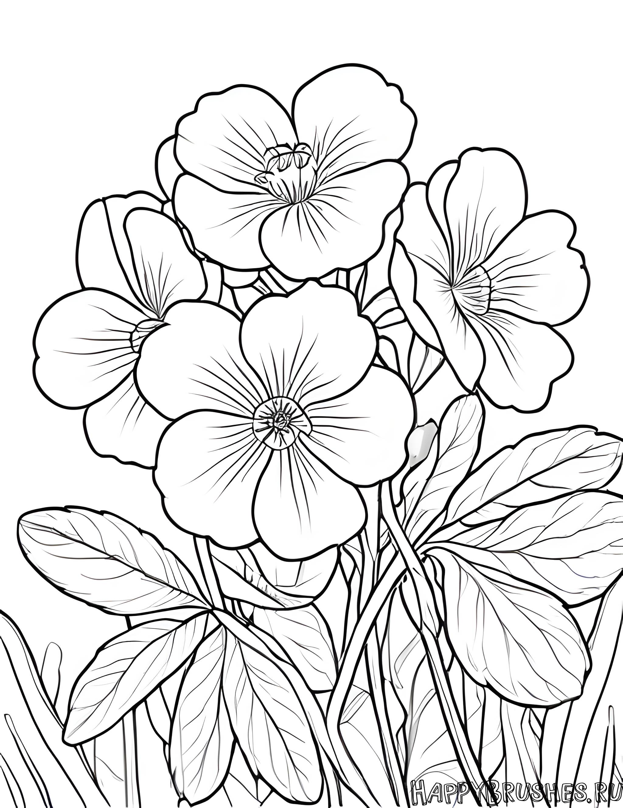 Раскраска Первоцвет 8