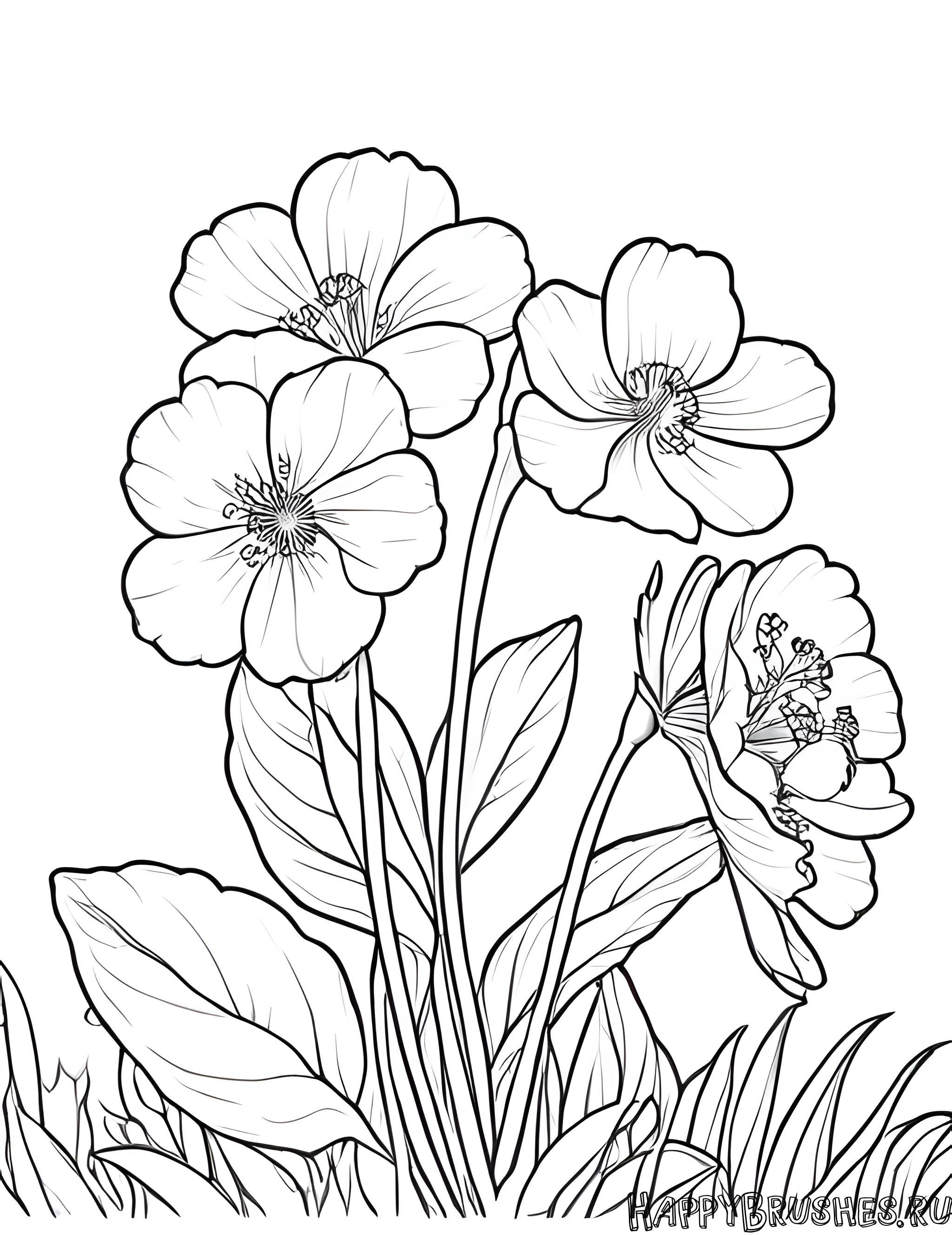 Раскраска Первоцвет 9