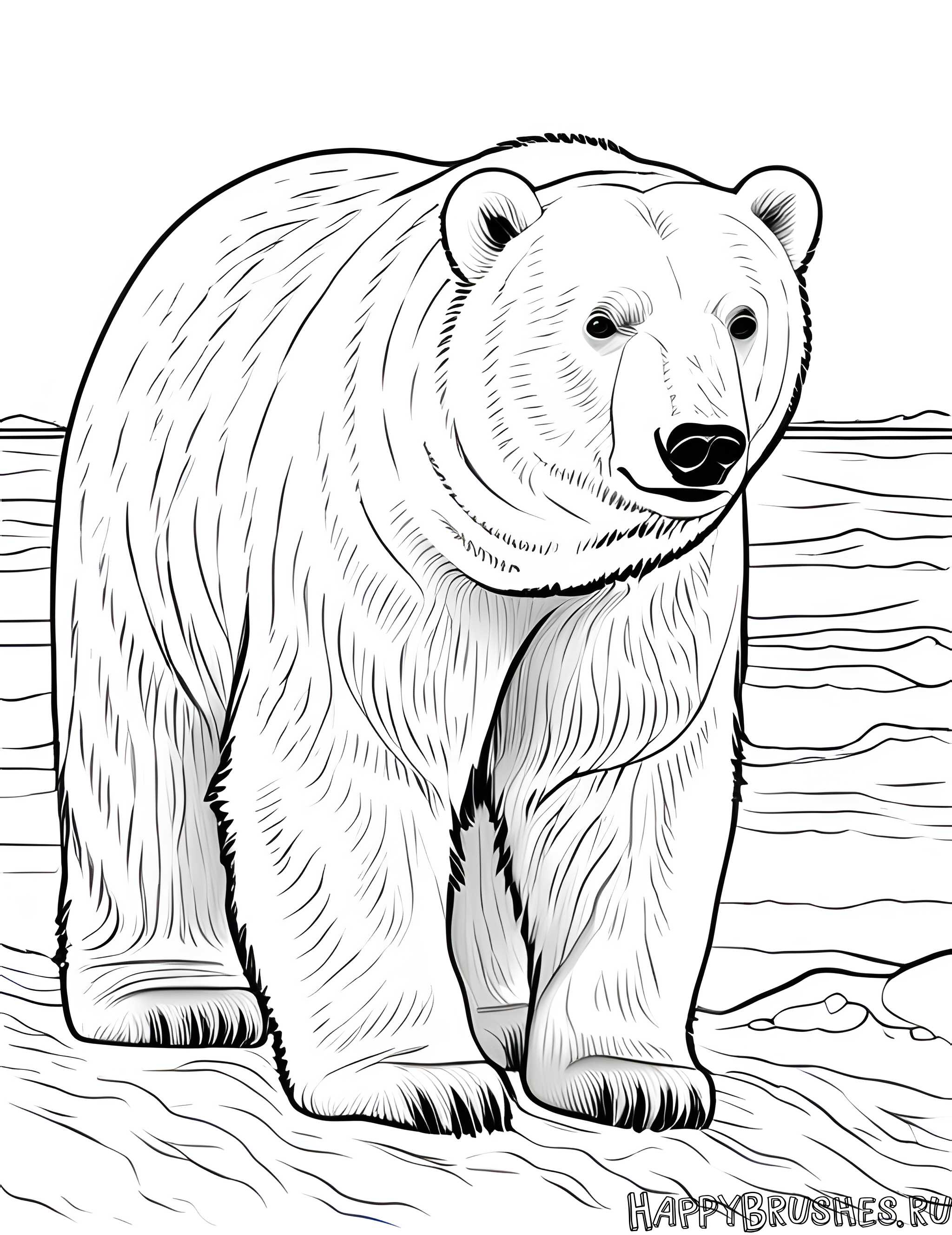 Раскраска Белый медведь 13