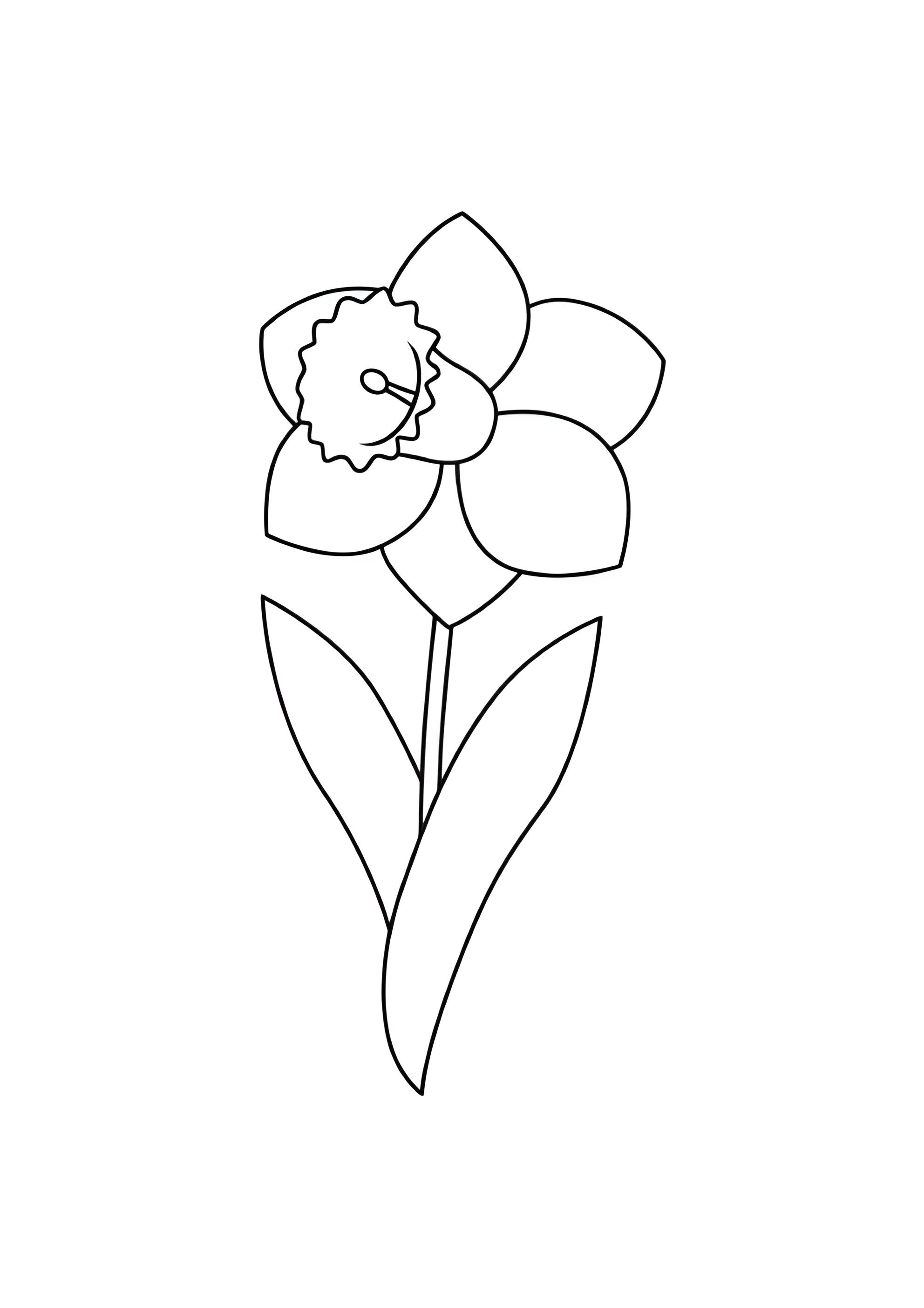 Раскраска Нарцисс