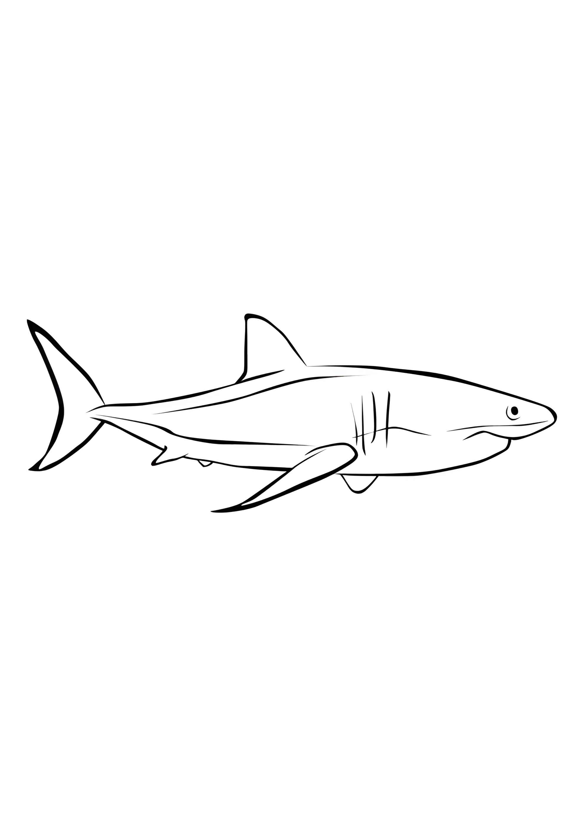 Раскраска Акула