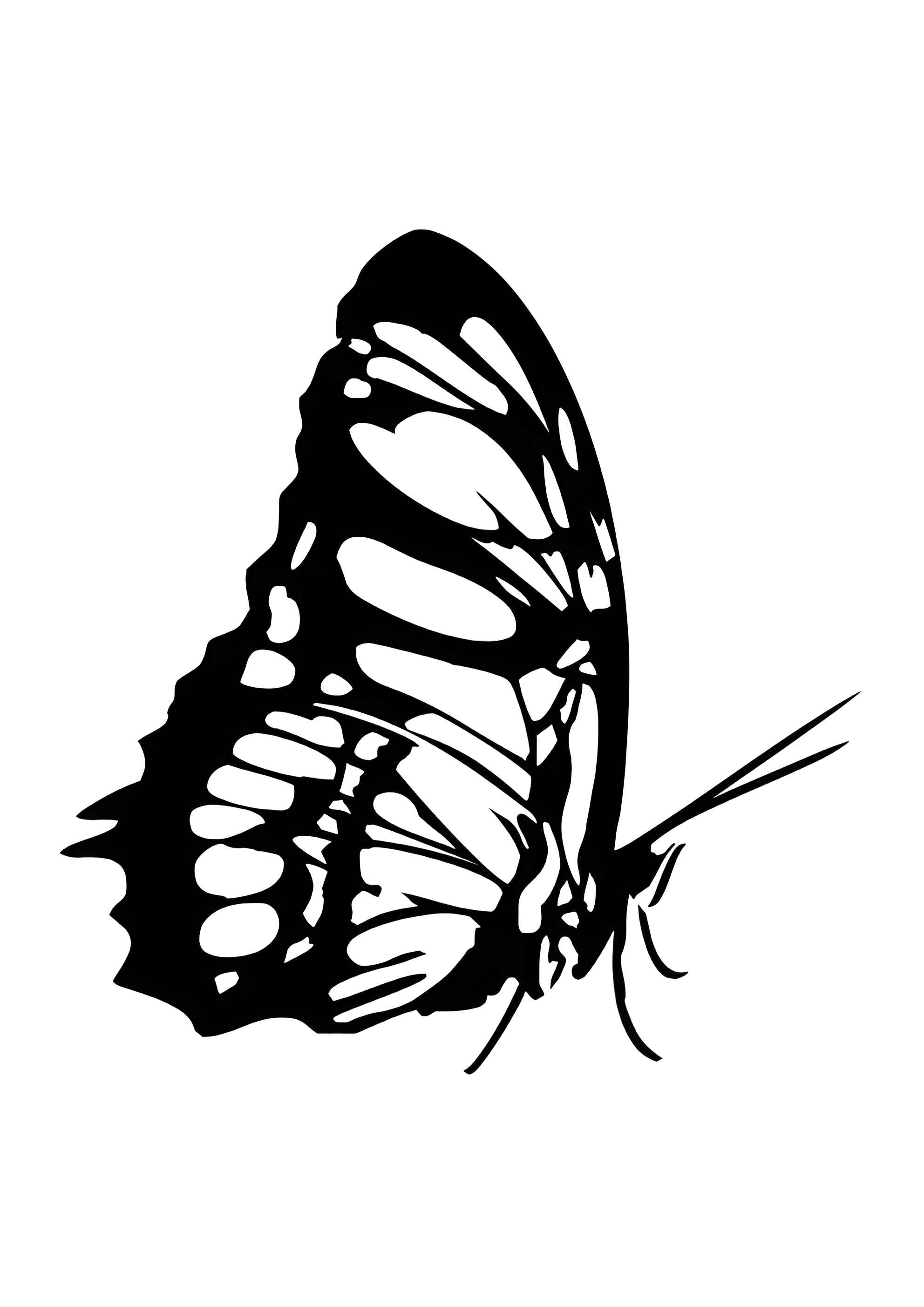 Раскраска Бабочка кушает