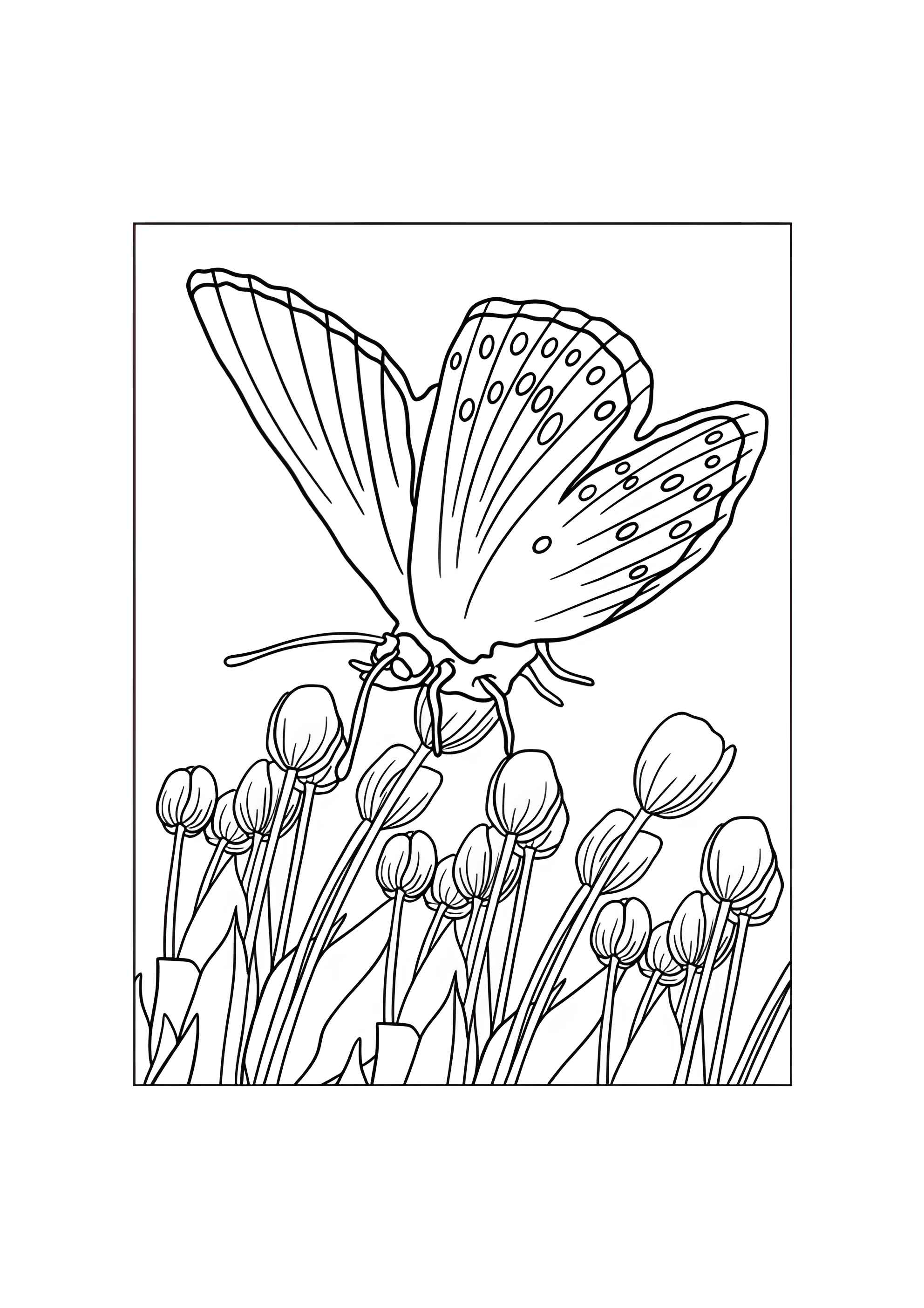 Раскраска Бабочка над тюльпанами