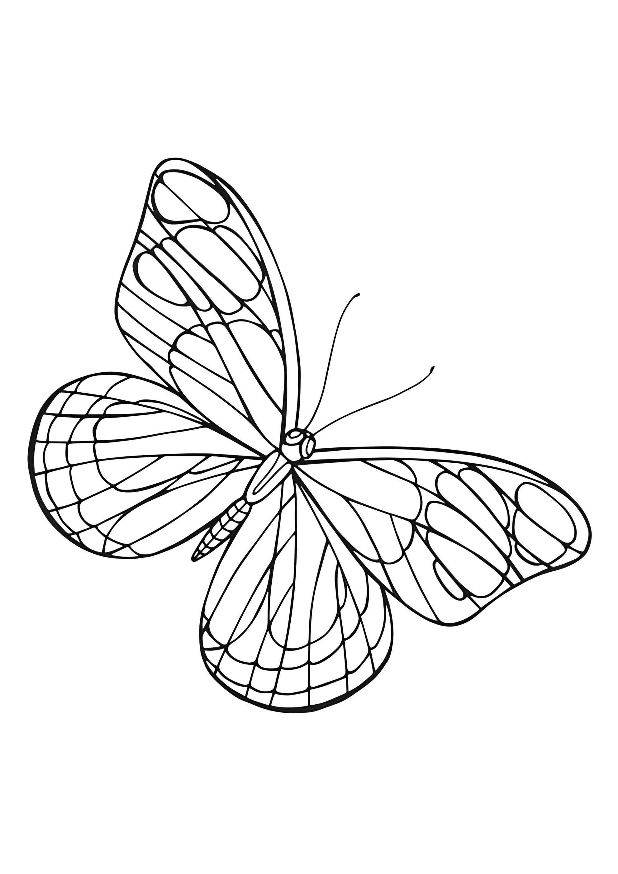 Раскраска Бабочка простая для раскрашивания