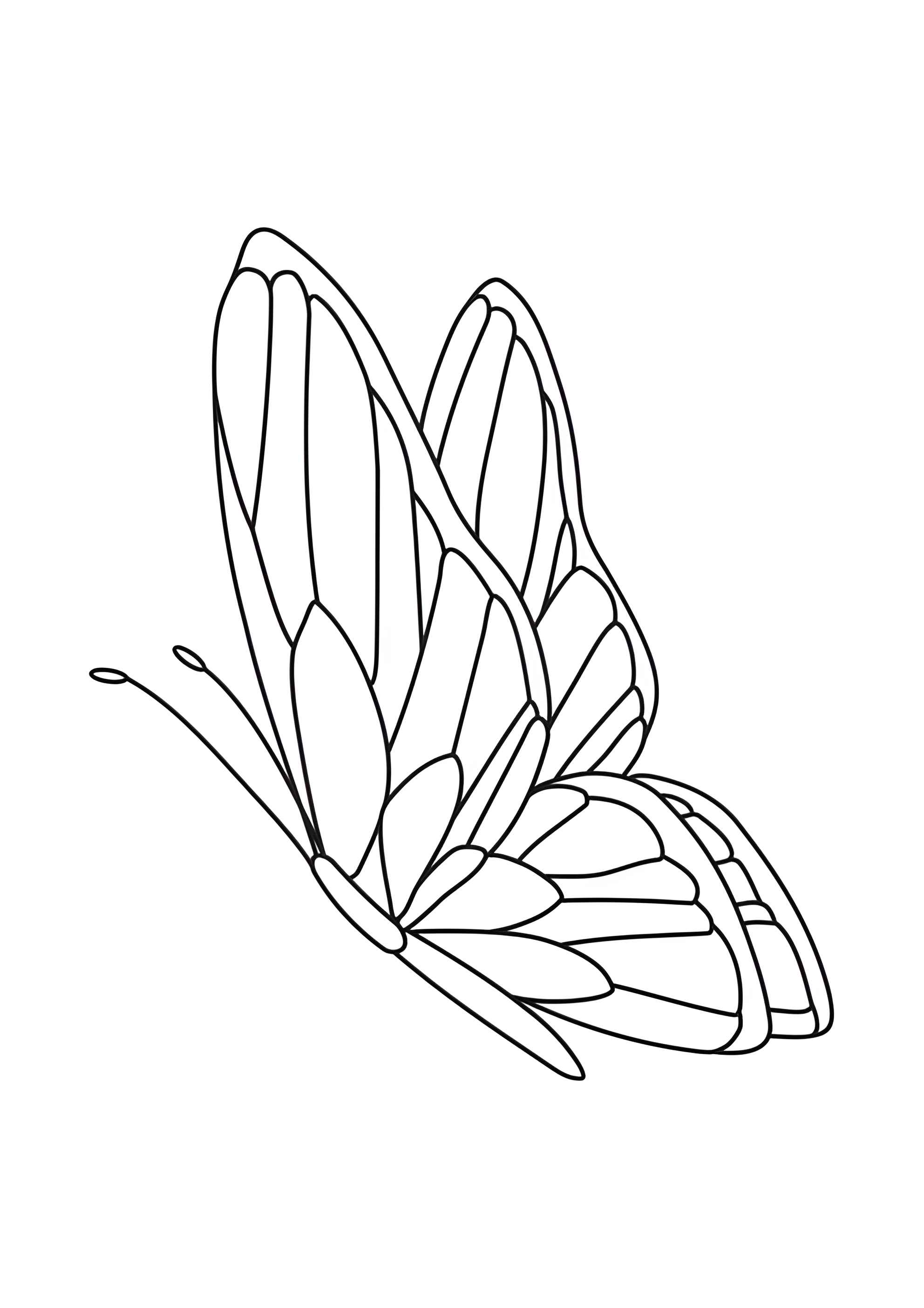 Раскраска Бабочка расправила крылышки