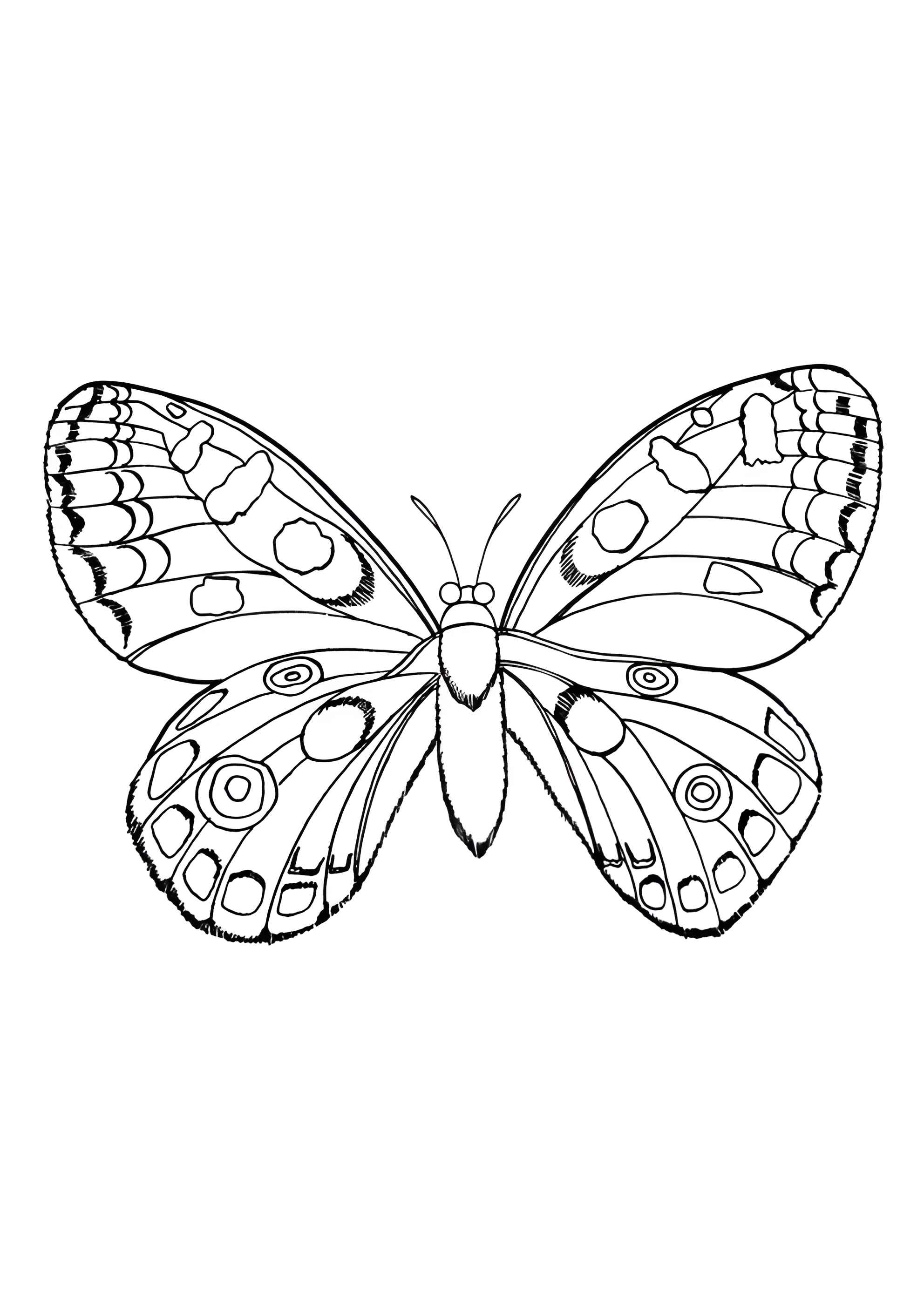 Раскраска Бабочка с шикарными крыльями