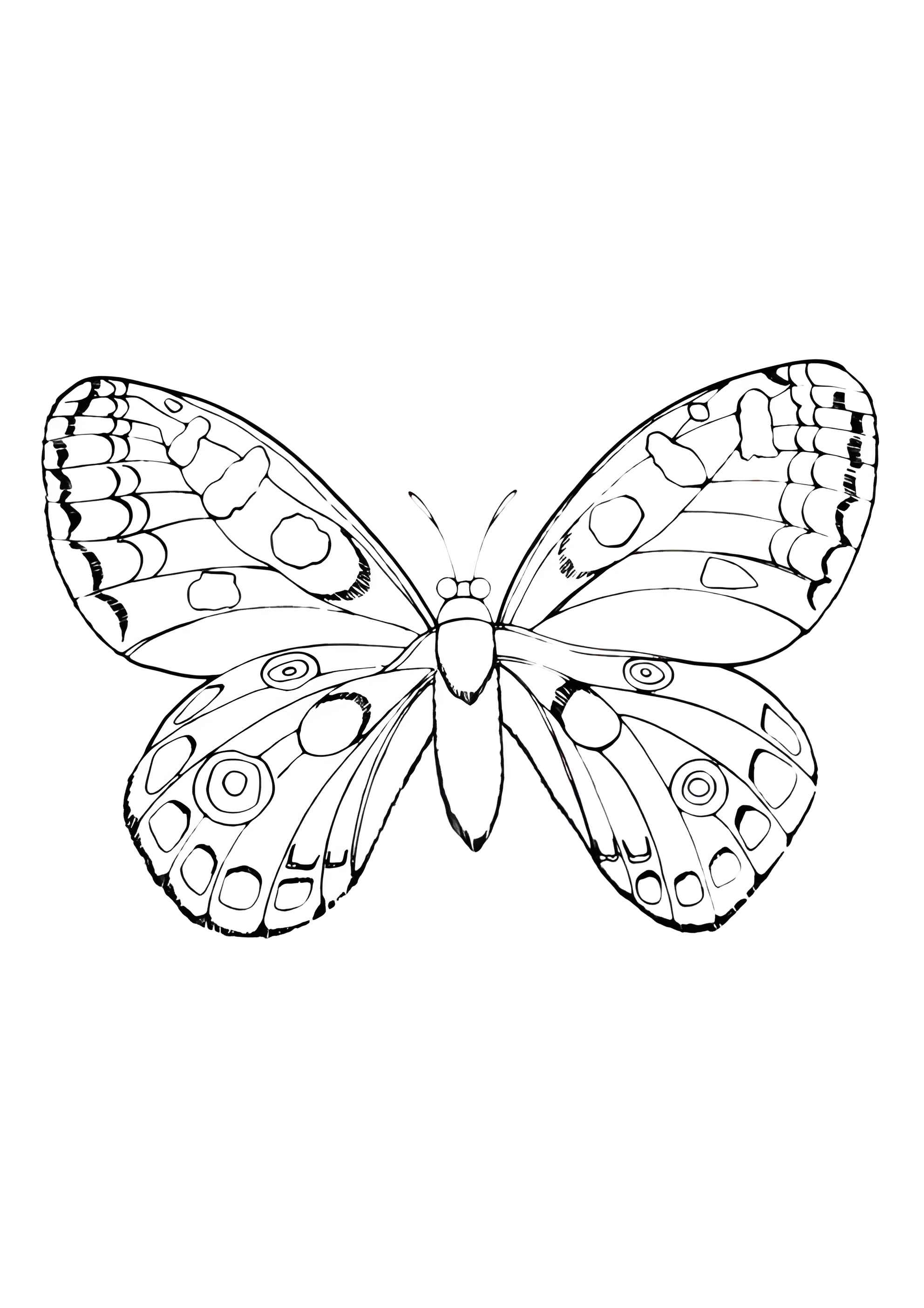 Раскраска Бабочка в капельку