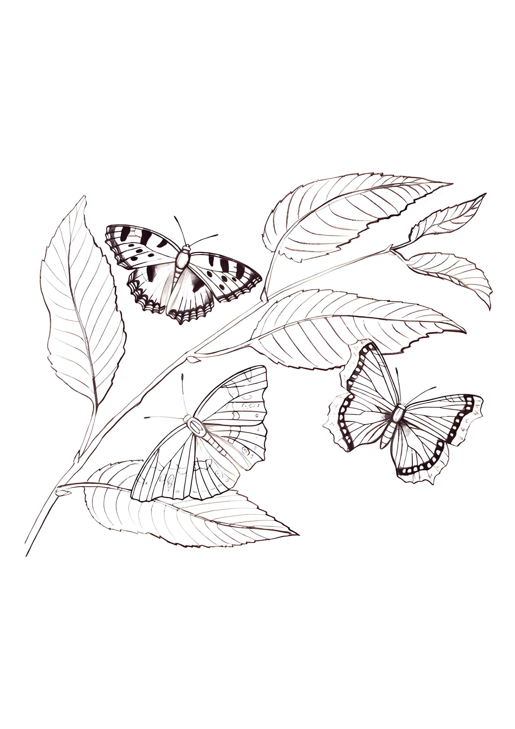 Раскраска Бабочки-подружки на листиках