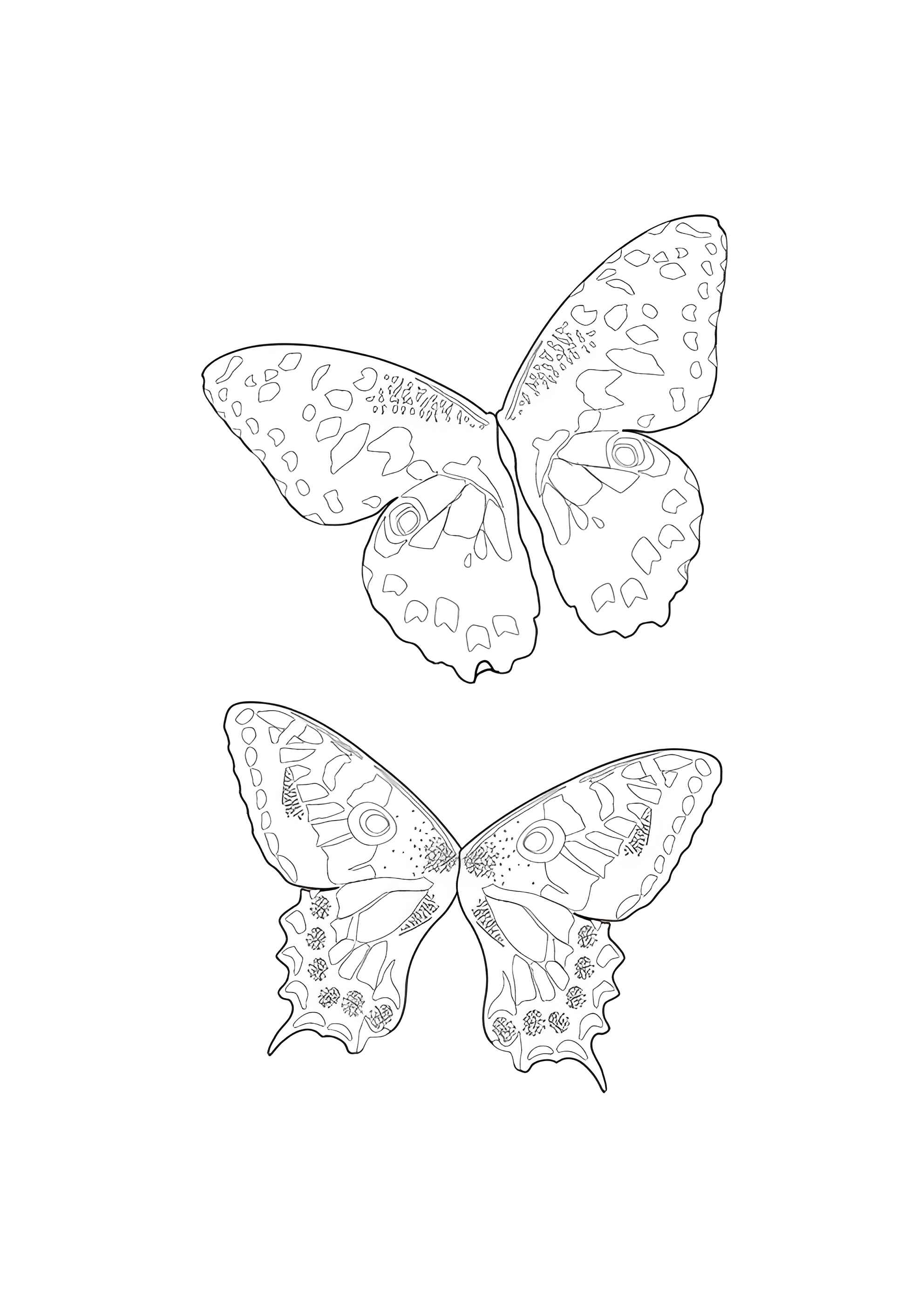 Раскраска Бабочки Винкс