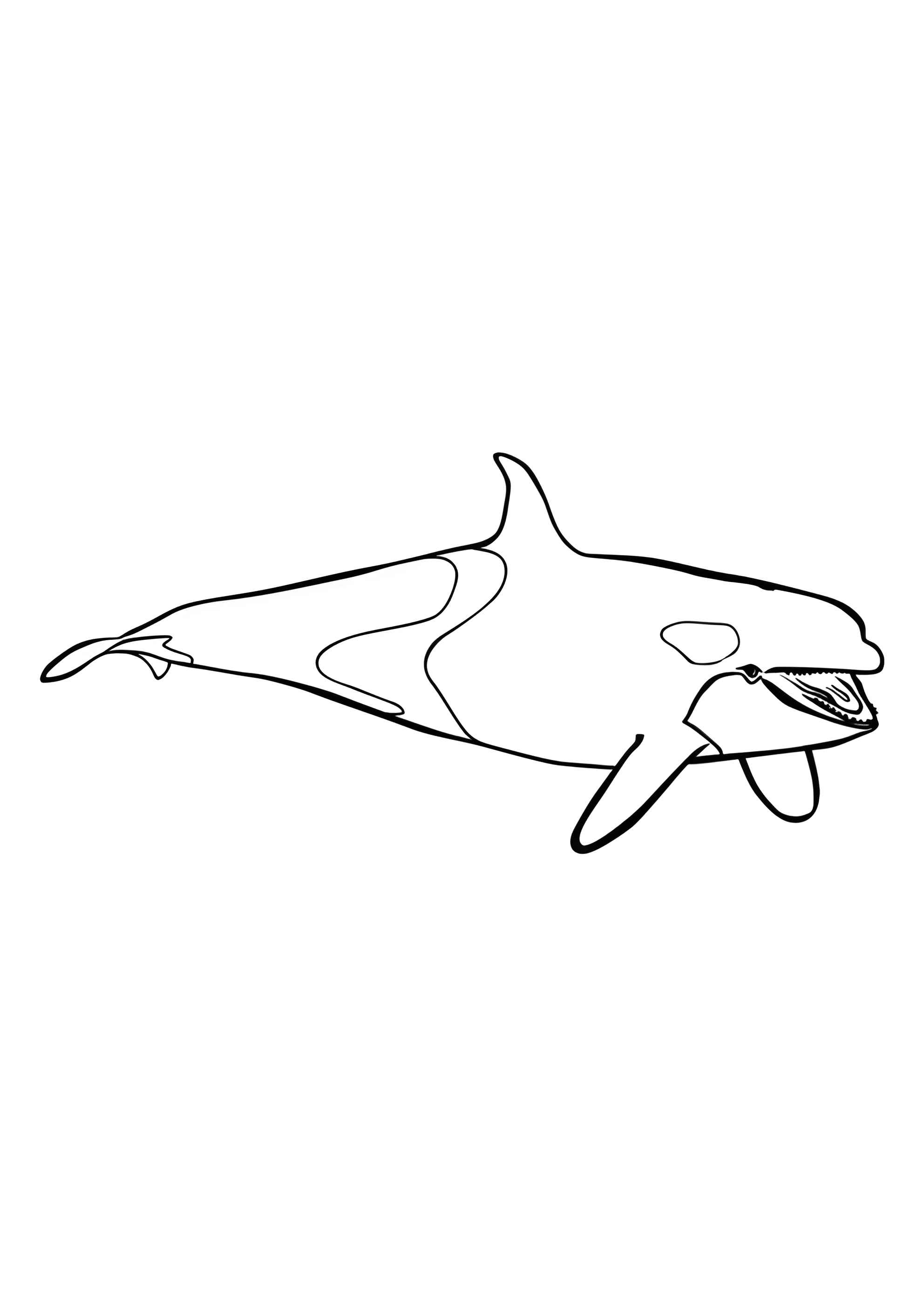 Раскраска Дельфин-косатка