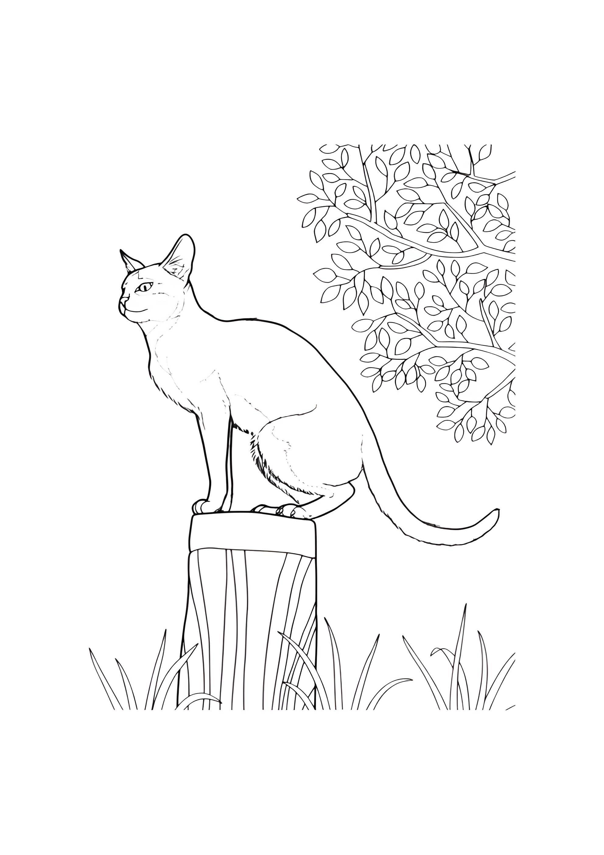 Раскраска Дикий кот сидит на пеньке