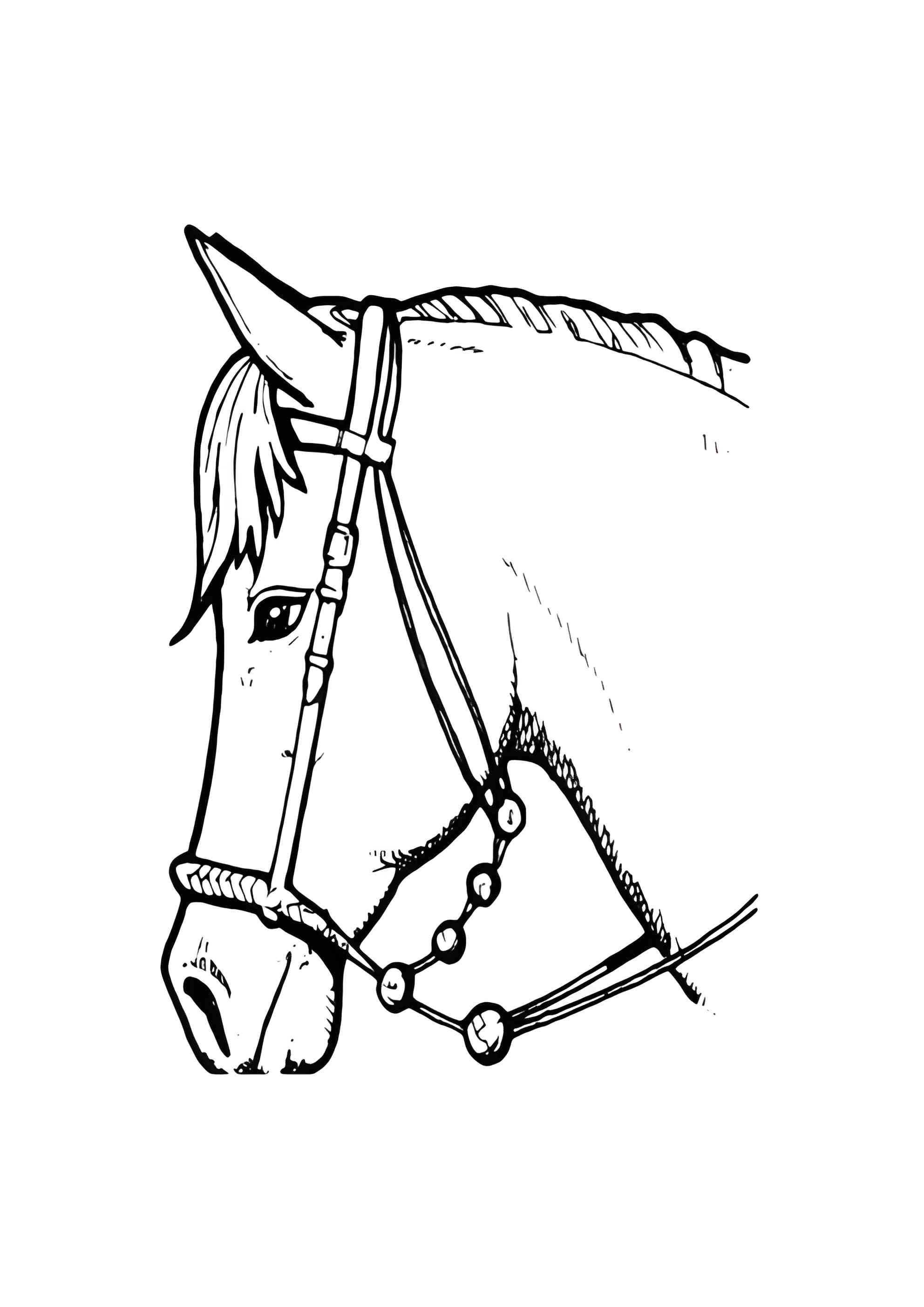 Раскраска Голова лошади