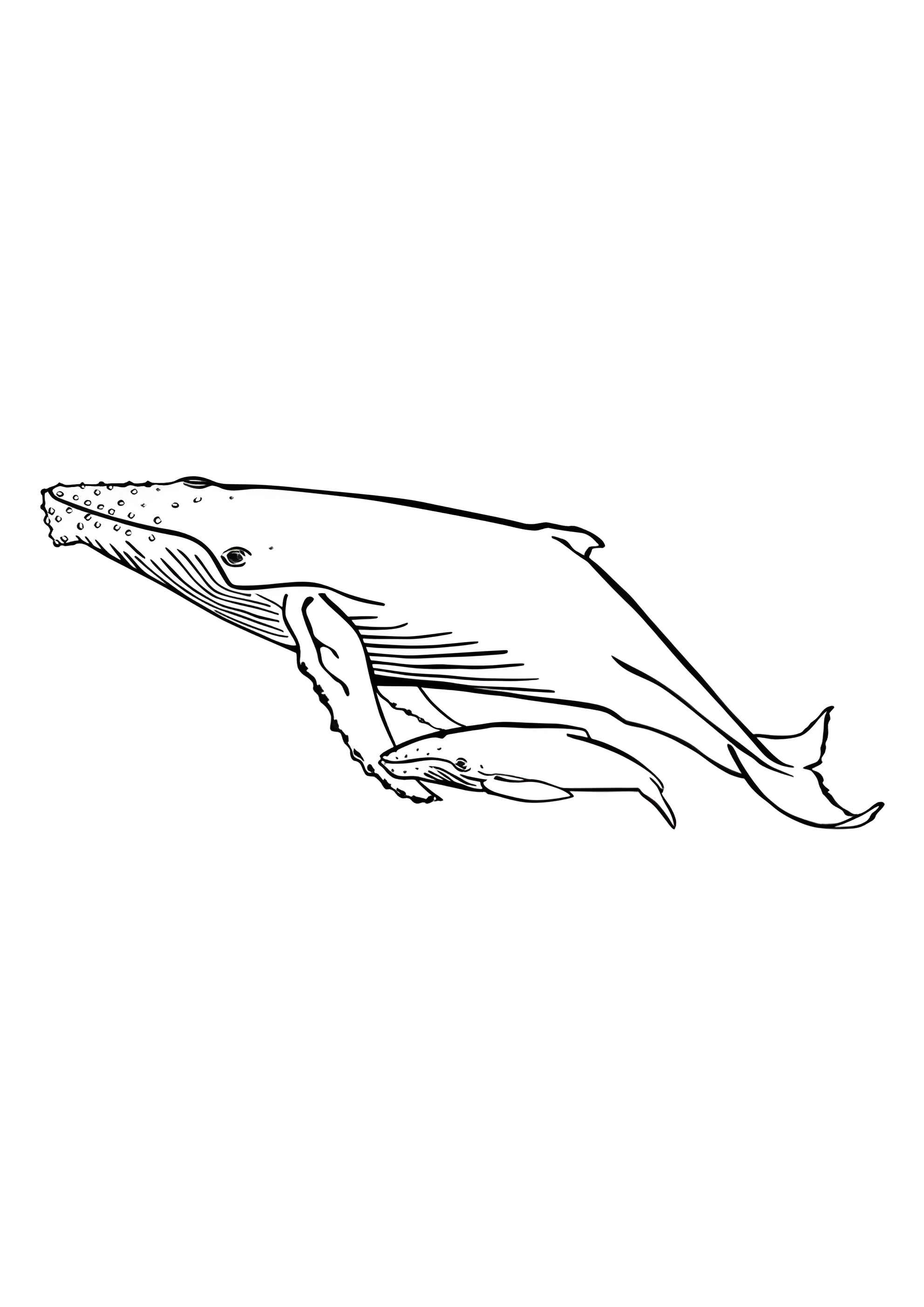 Раскраска Горбатый кит
