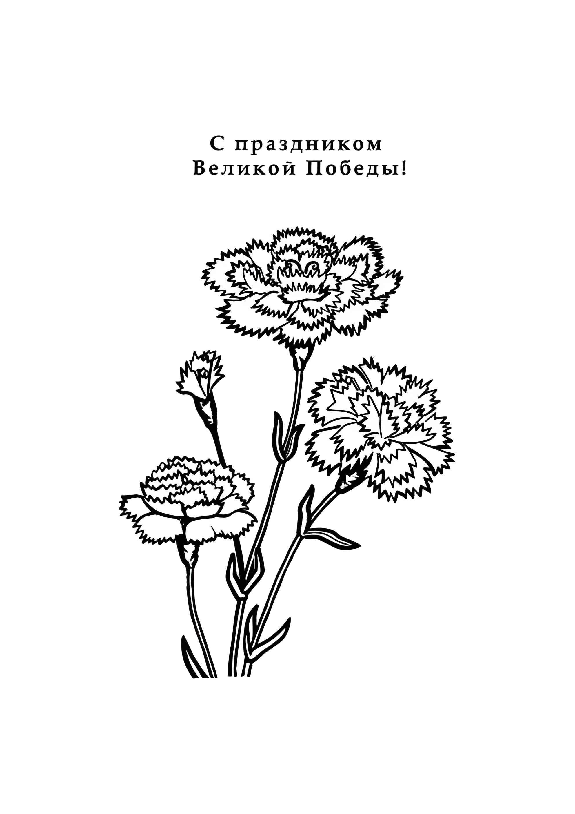 Раскраска Гвоздики к 9 мая