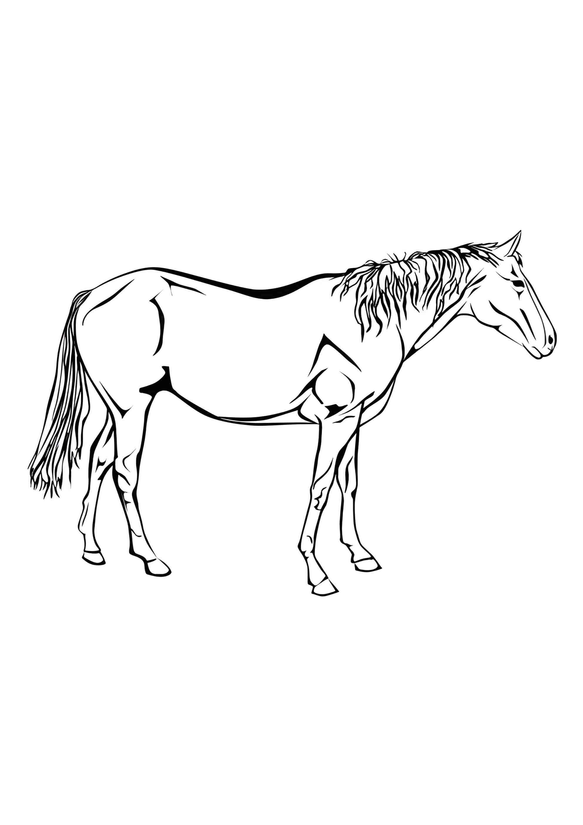 Раскраска Изысканная лошадь