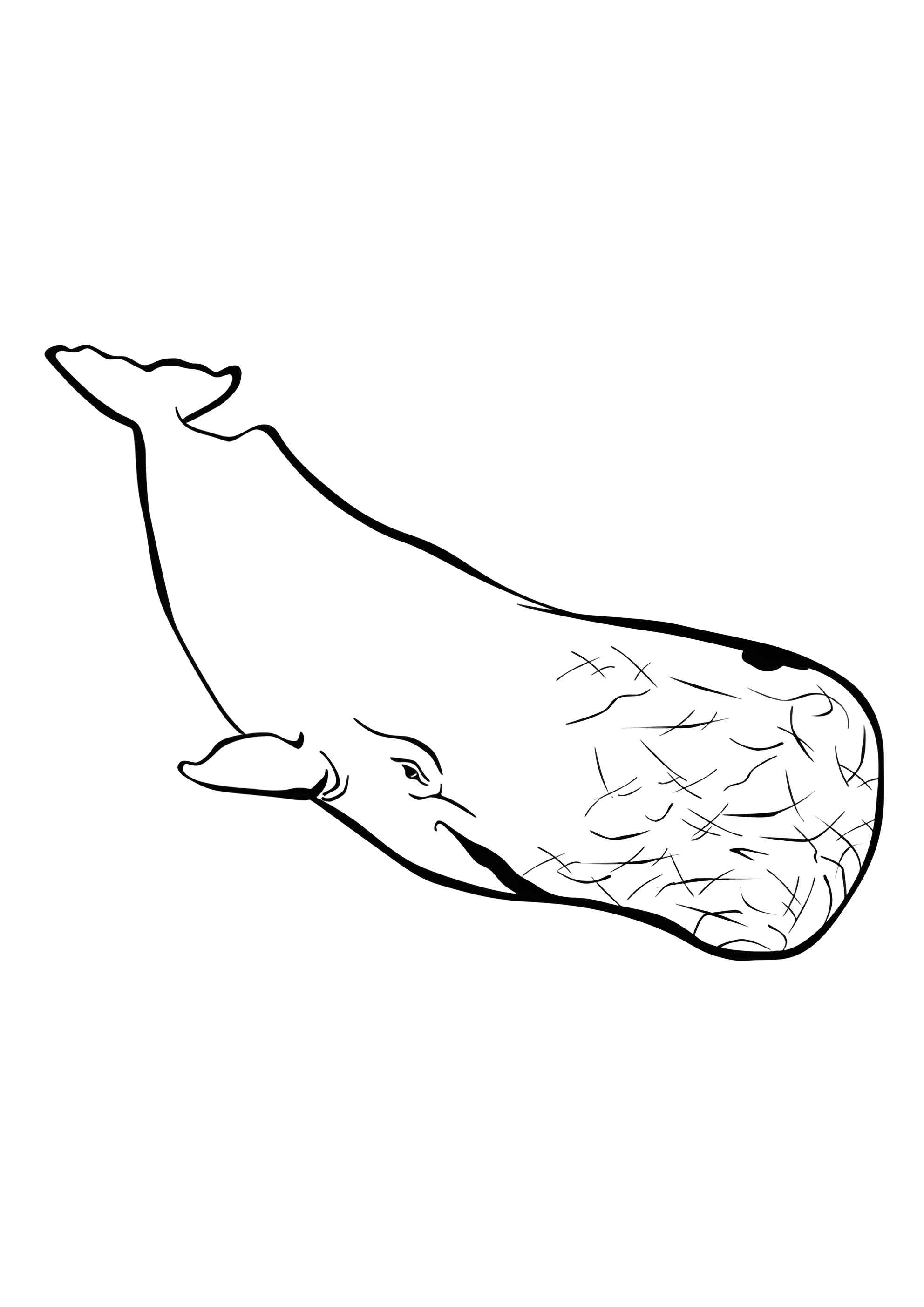 Раскраска Кашалот