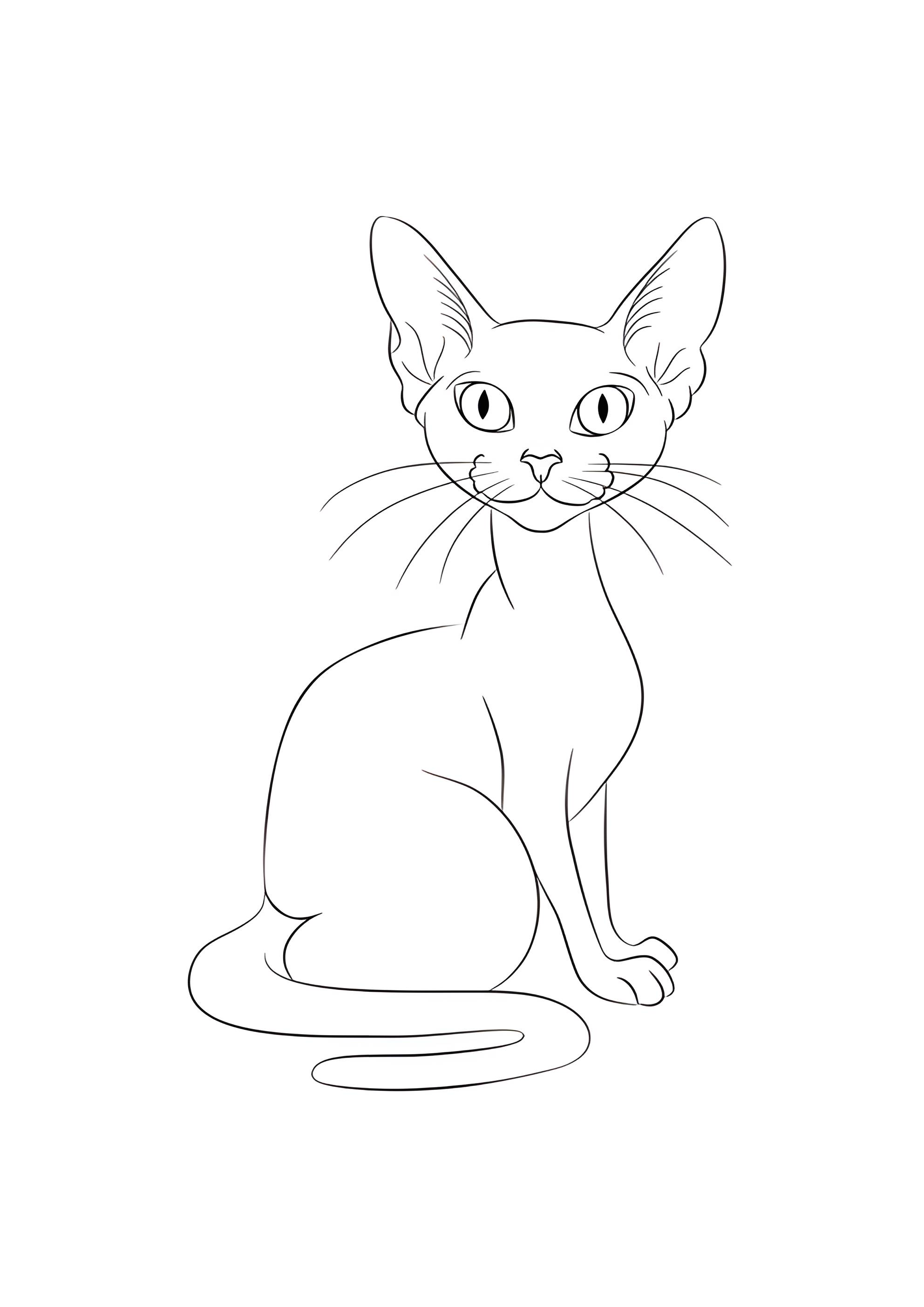 Раскраска Кот сфинкс