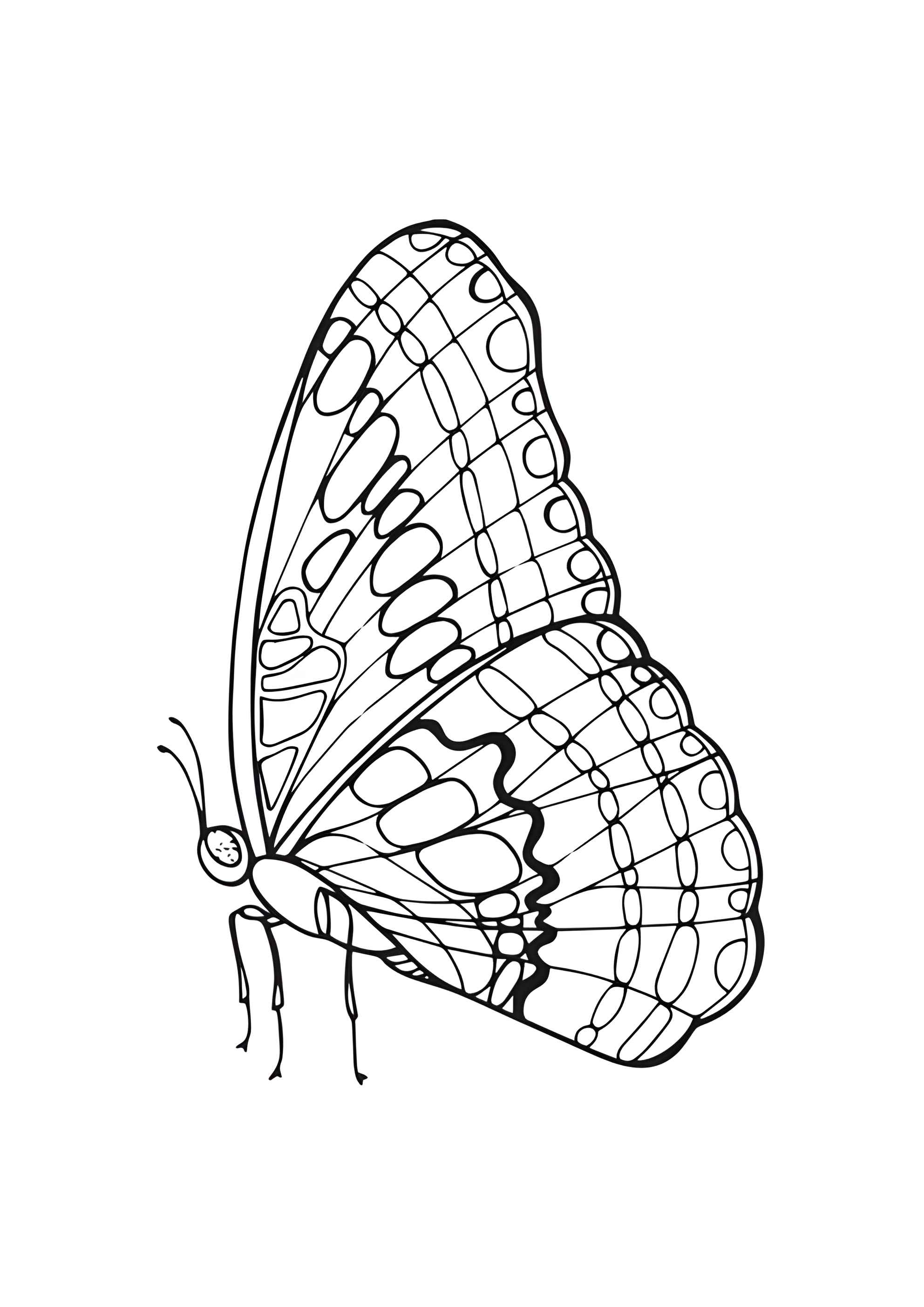 Раскраска Красивая бабочка сидит