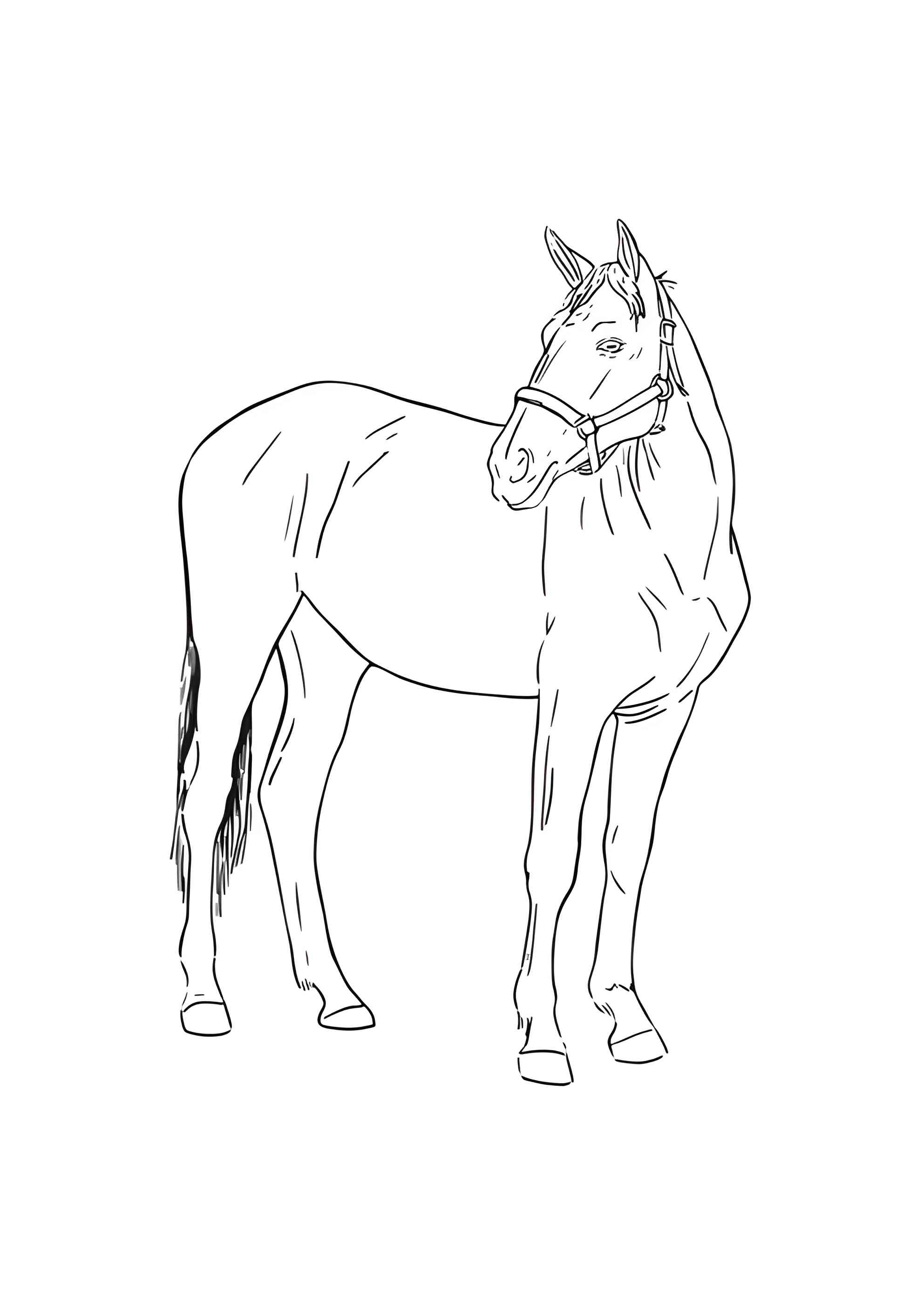 Раскраска Красивый жеребец