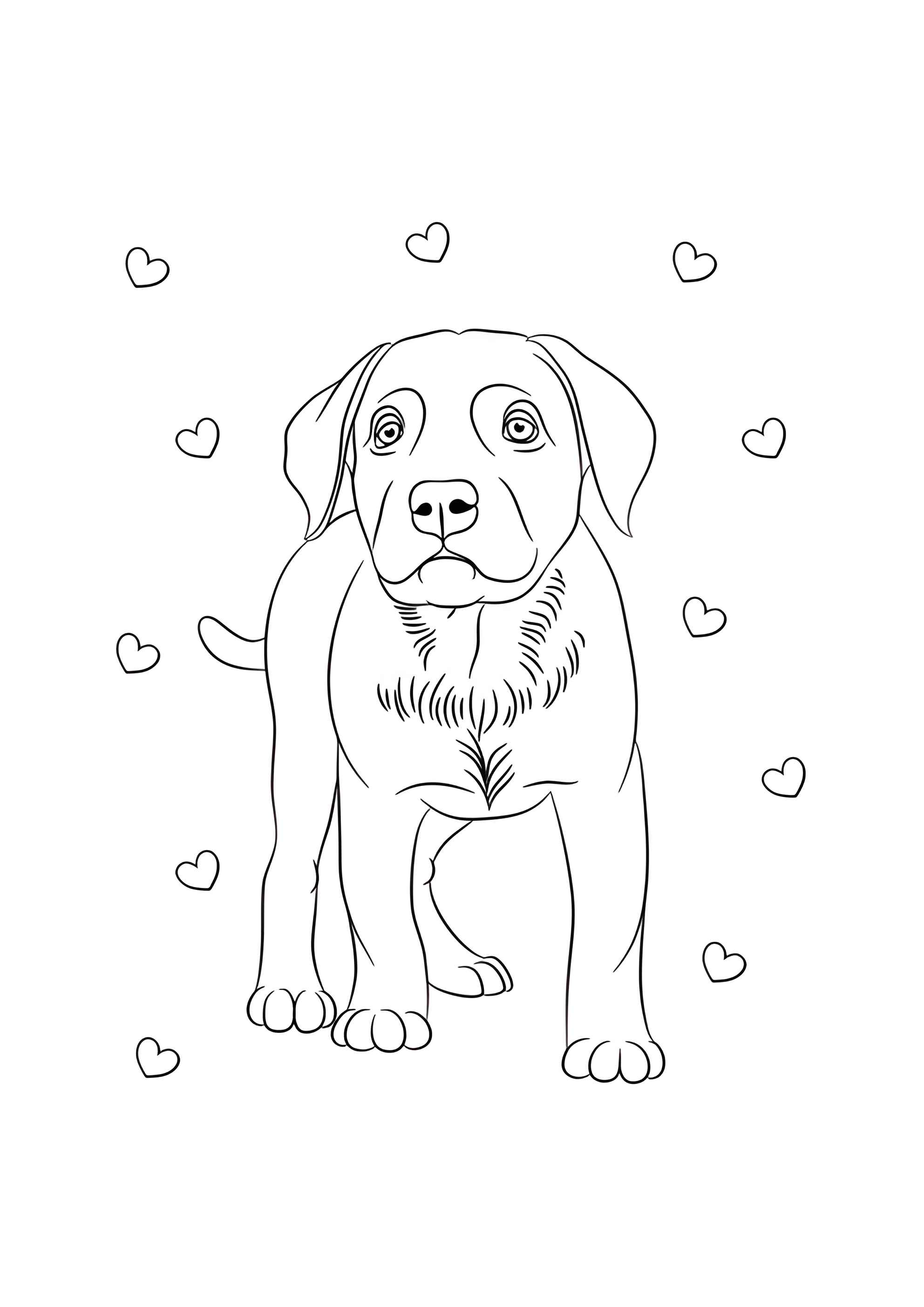 Раскраска Лабрадор