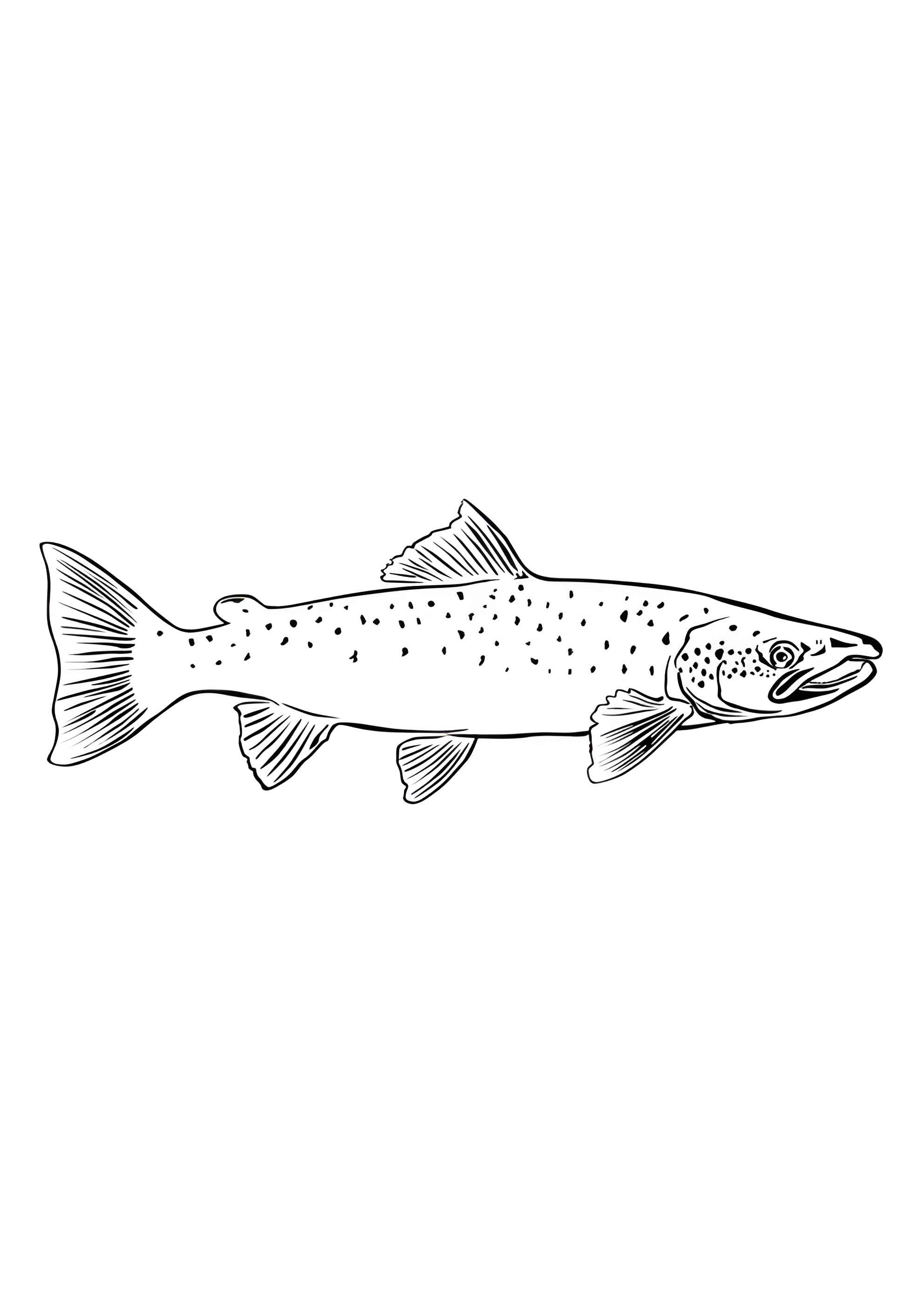 Раскраска Лосось