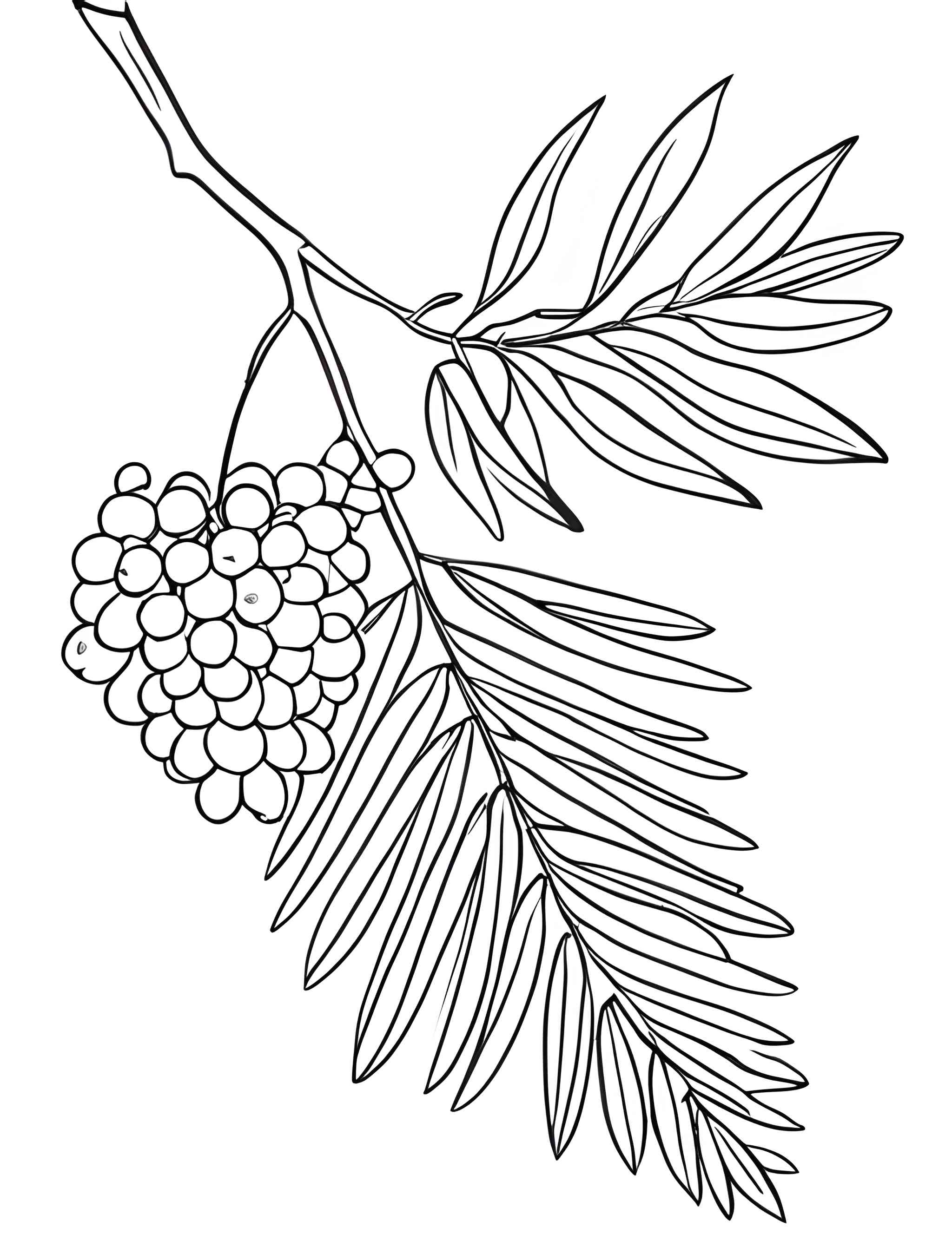 Раскраска Мимоза 1